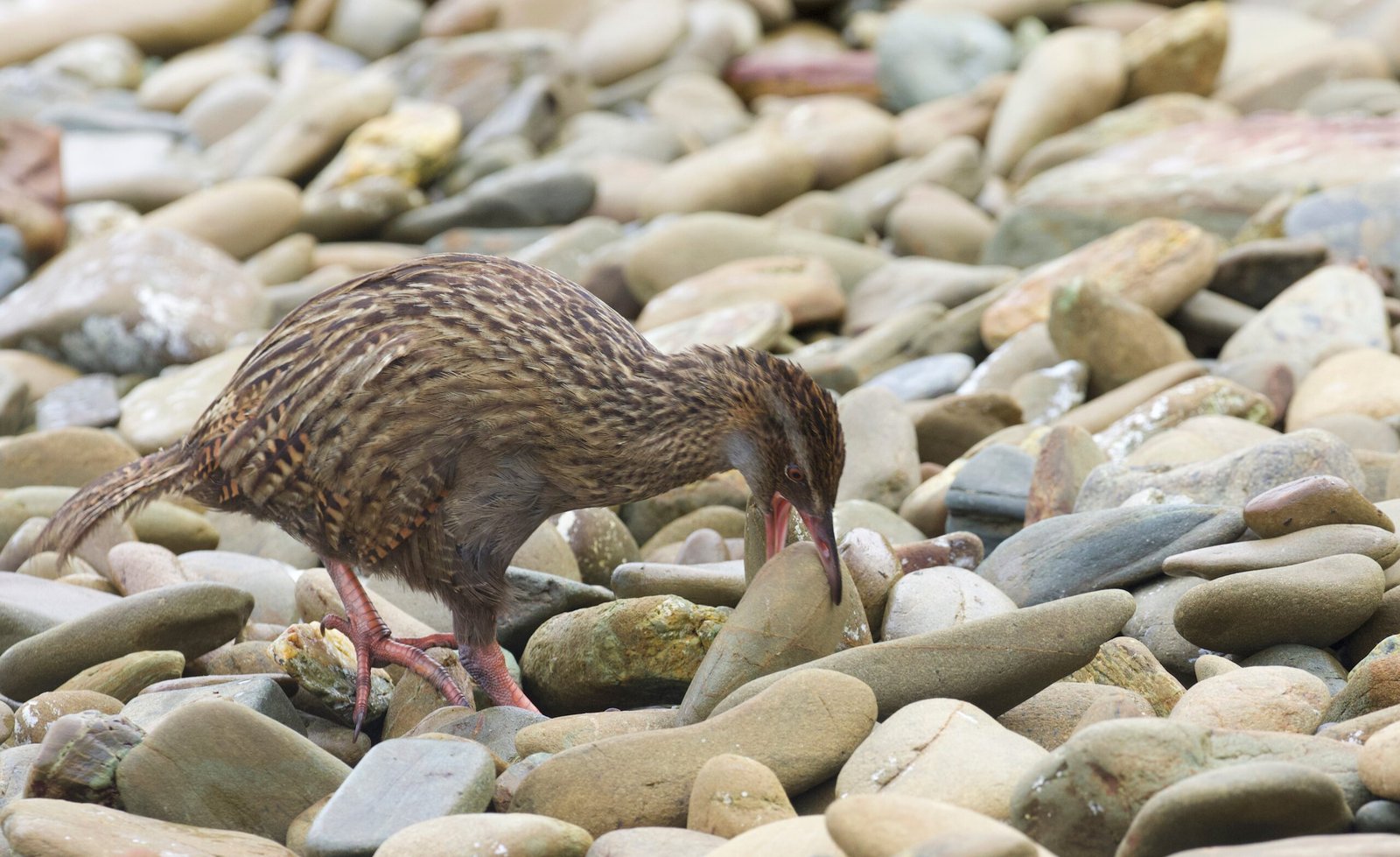 Flightless Birds in Māori Culture and Myth (image credits: wikimedia)