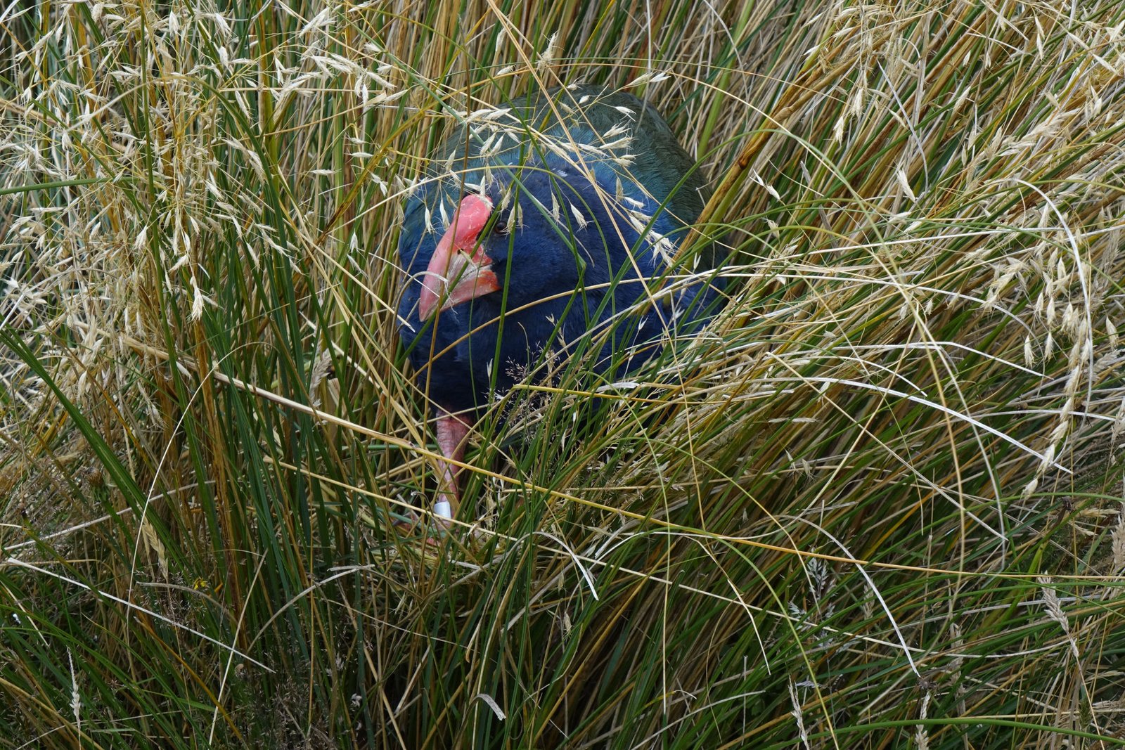 A Living Laboratory: What Flightless Birds Teach Us About Evolution (image credits: wikimedia)