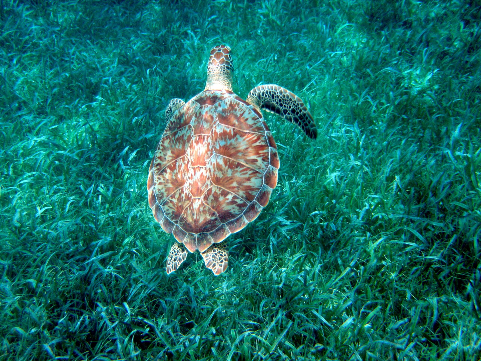 What Makes Marine Turtle Migration So Extraordinary? (image credits: wikimedia)