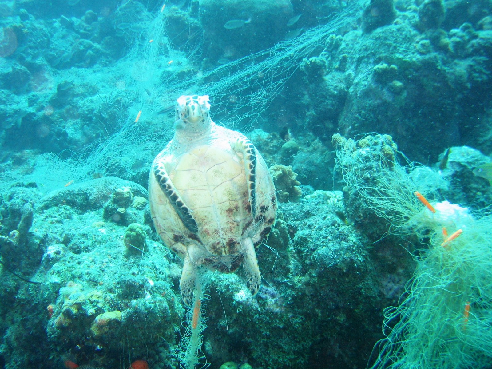 The Science of Navigation: Nature’s GPS (image credits: wikimedia)