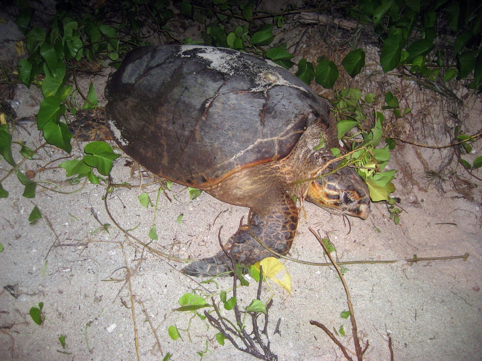 Nesting Beaches: The Heart of Turtle Life Cycles (image credits: wikimedia)