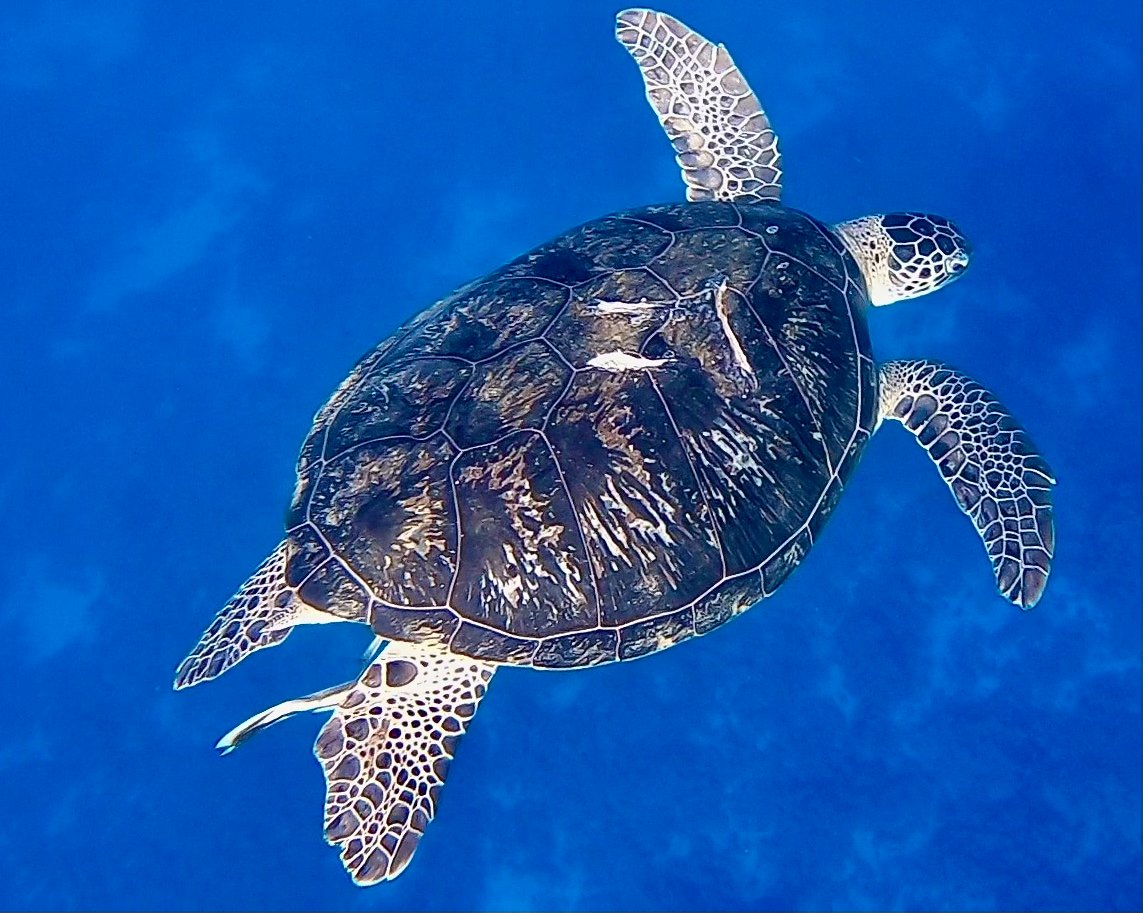Communication on the Move: How Turtles Sense the World (image credits: wikimedia)