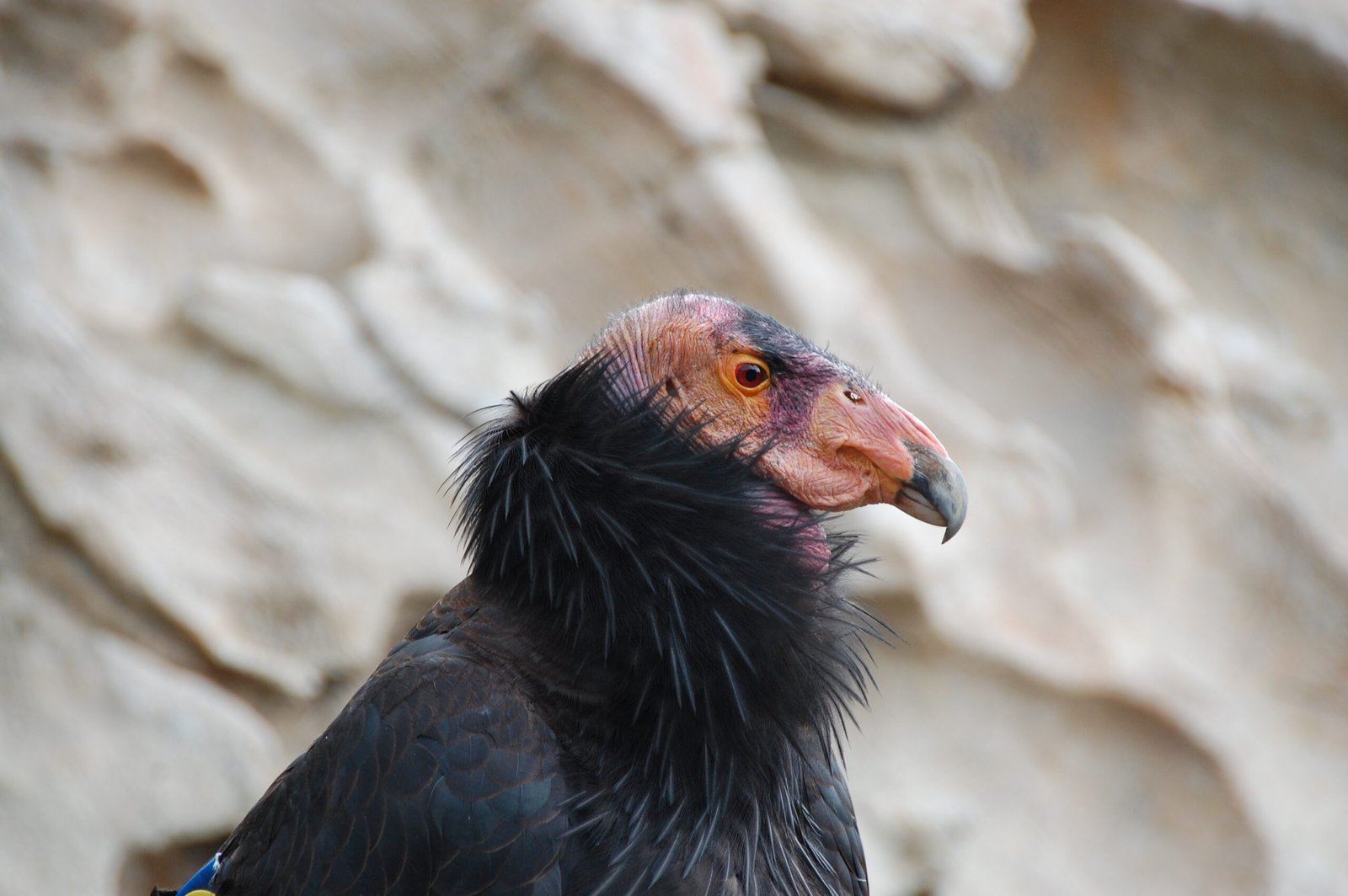 The Majesty of the California Condor (image credits: wikimedia)