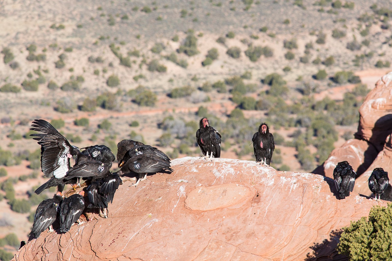 The Role of Science in Saving a Species (image credits: wikimedia)