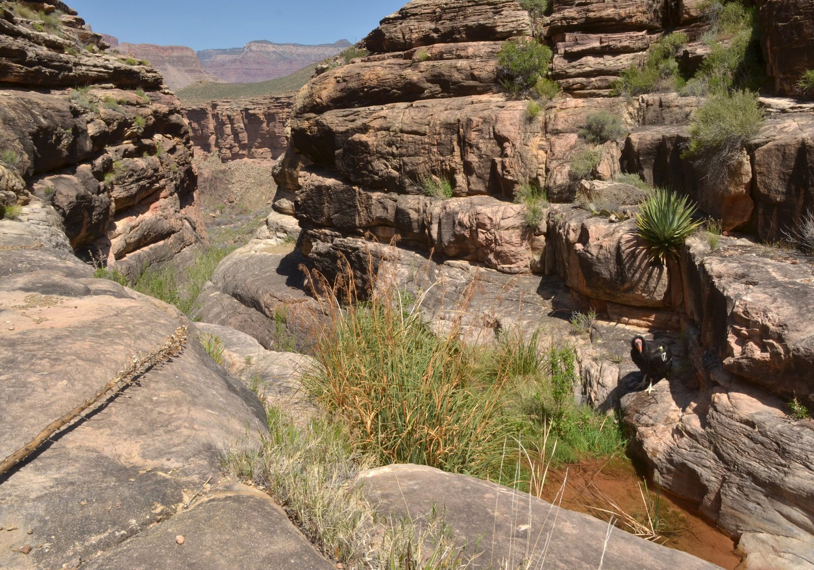 Condors and the Web of Life (image credits: wikimedia)