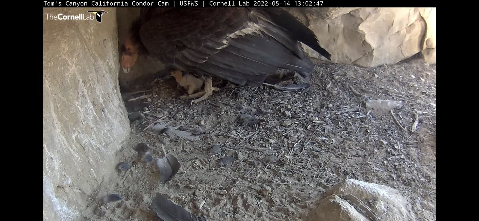 The Next Generation: Young Condors Take Flight (image credits: wikimedia)