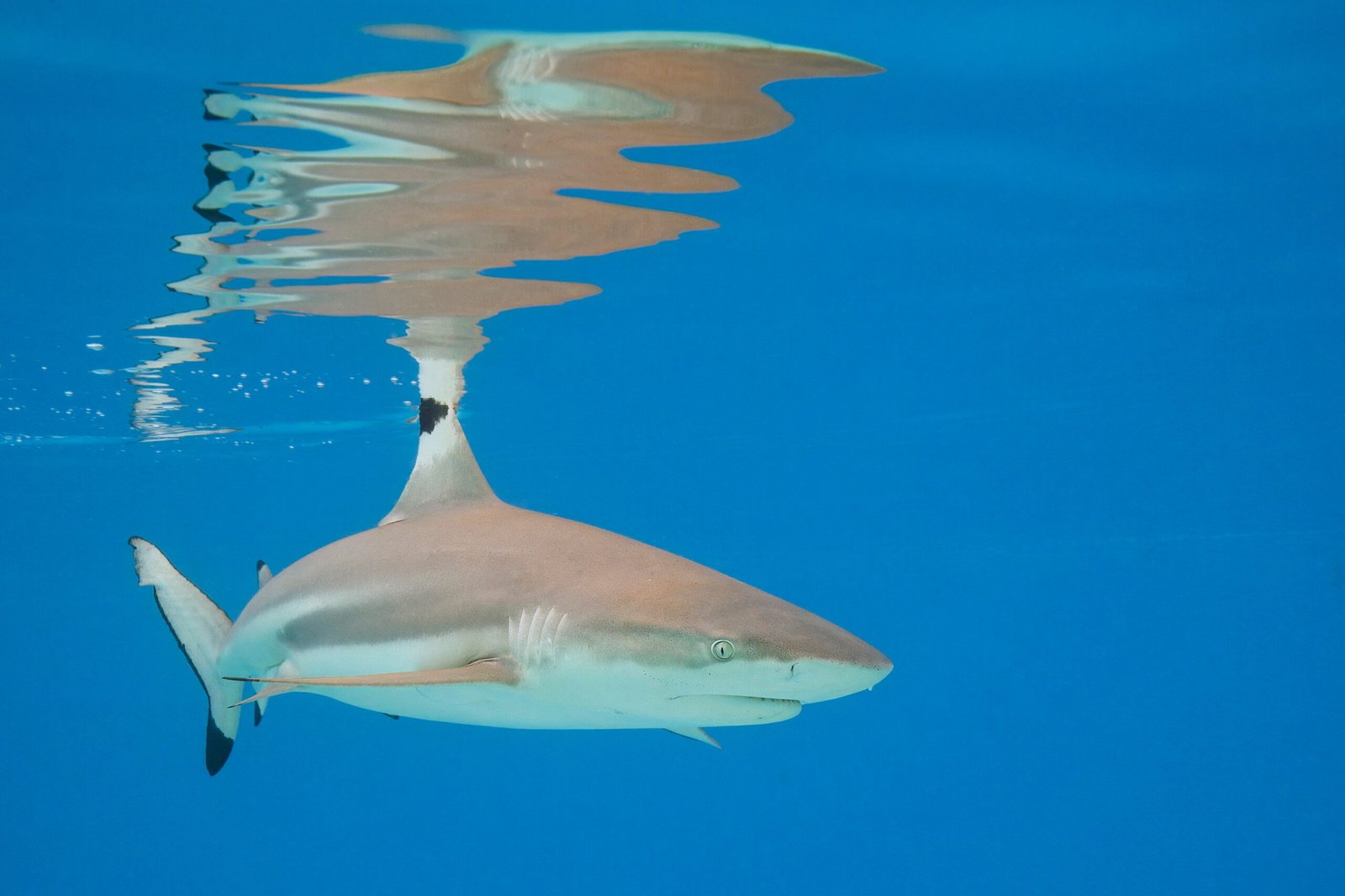 Real-World Encounters: Tagging Sharks for Science (image credits: wikimedia)
