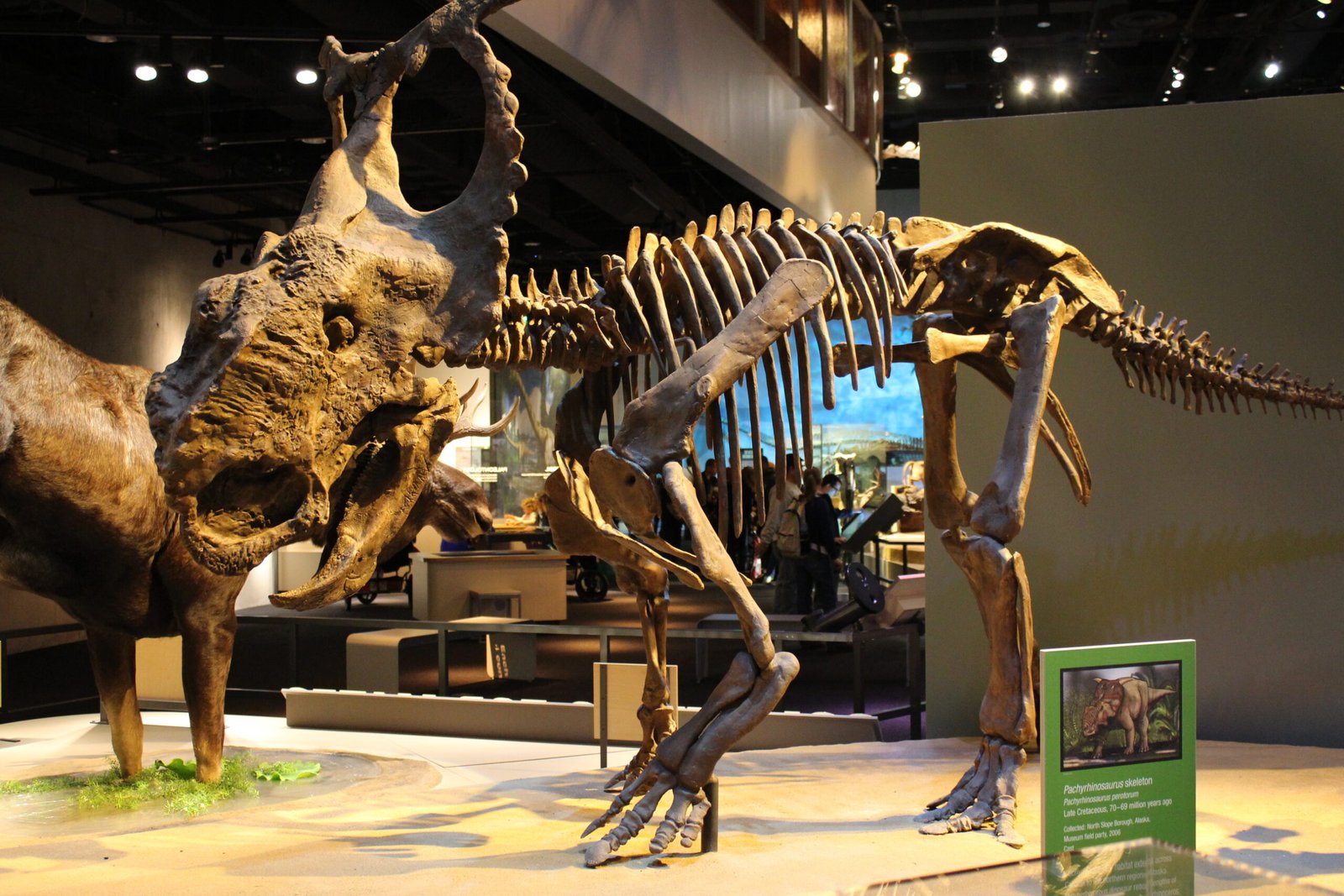 Why Did Dinosaurs Live in Such a Cold Place? (image credits: wikimedia)