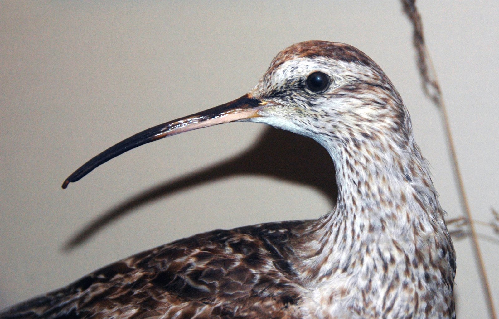 Adaptations for Arctic Life (image credits: wikimedia)