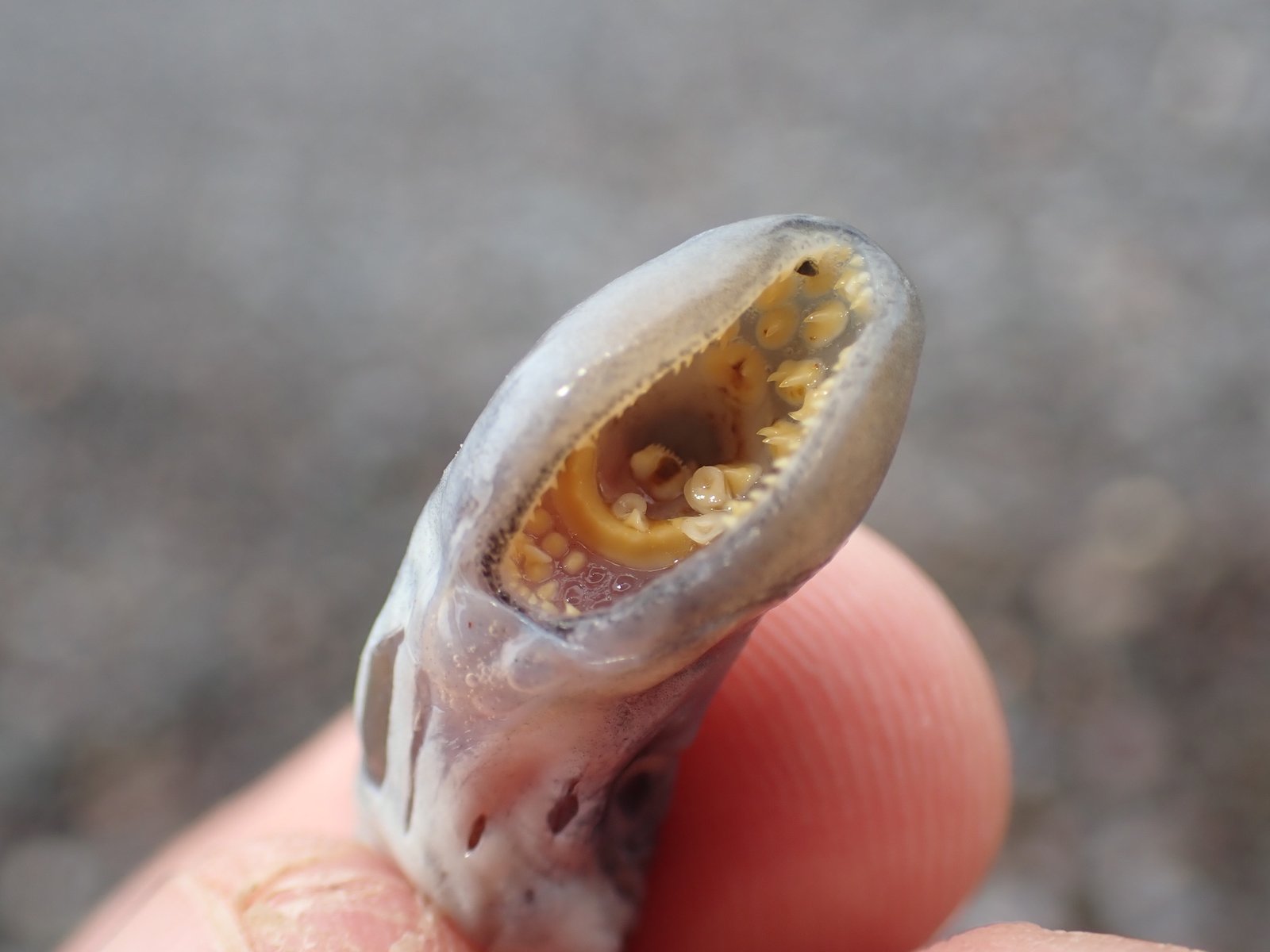 Unusual Anatomy: More Alien Than Fish (image credits: wikimedia)