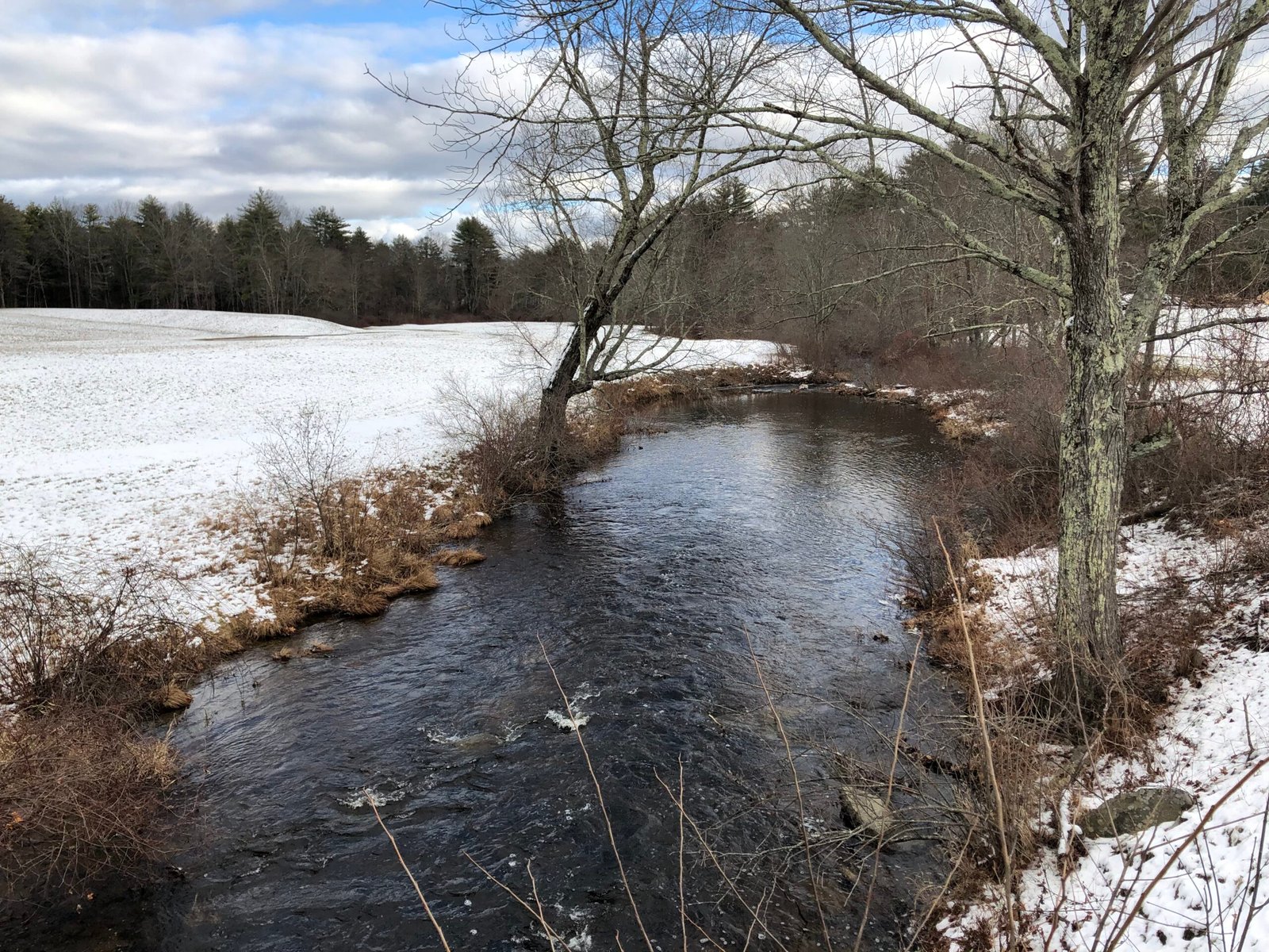 Pacific Lamprey vs. Salmon: A Tale of Two Journeys (image credits: wikimedia)