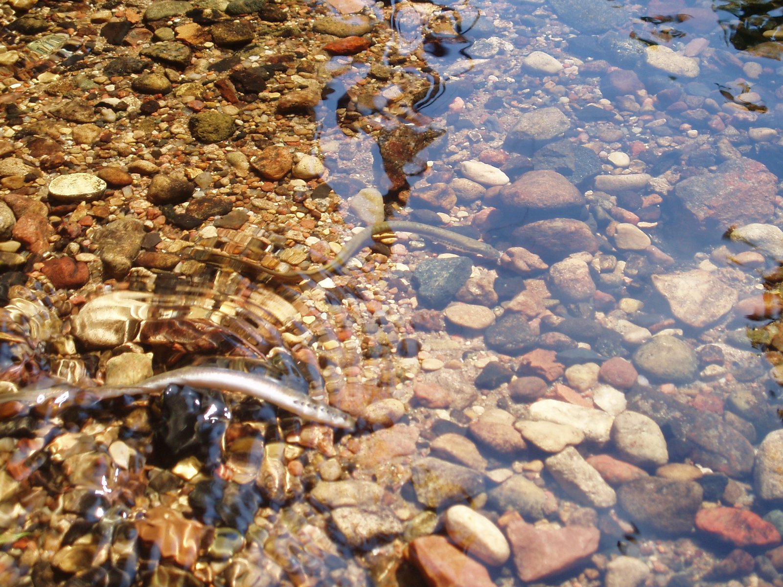 Art and Storytelling: Keeping the Lamprey Alive in Culture (image credits: wikimedia)