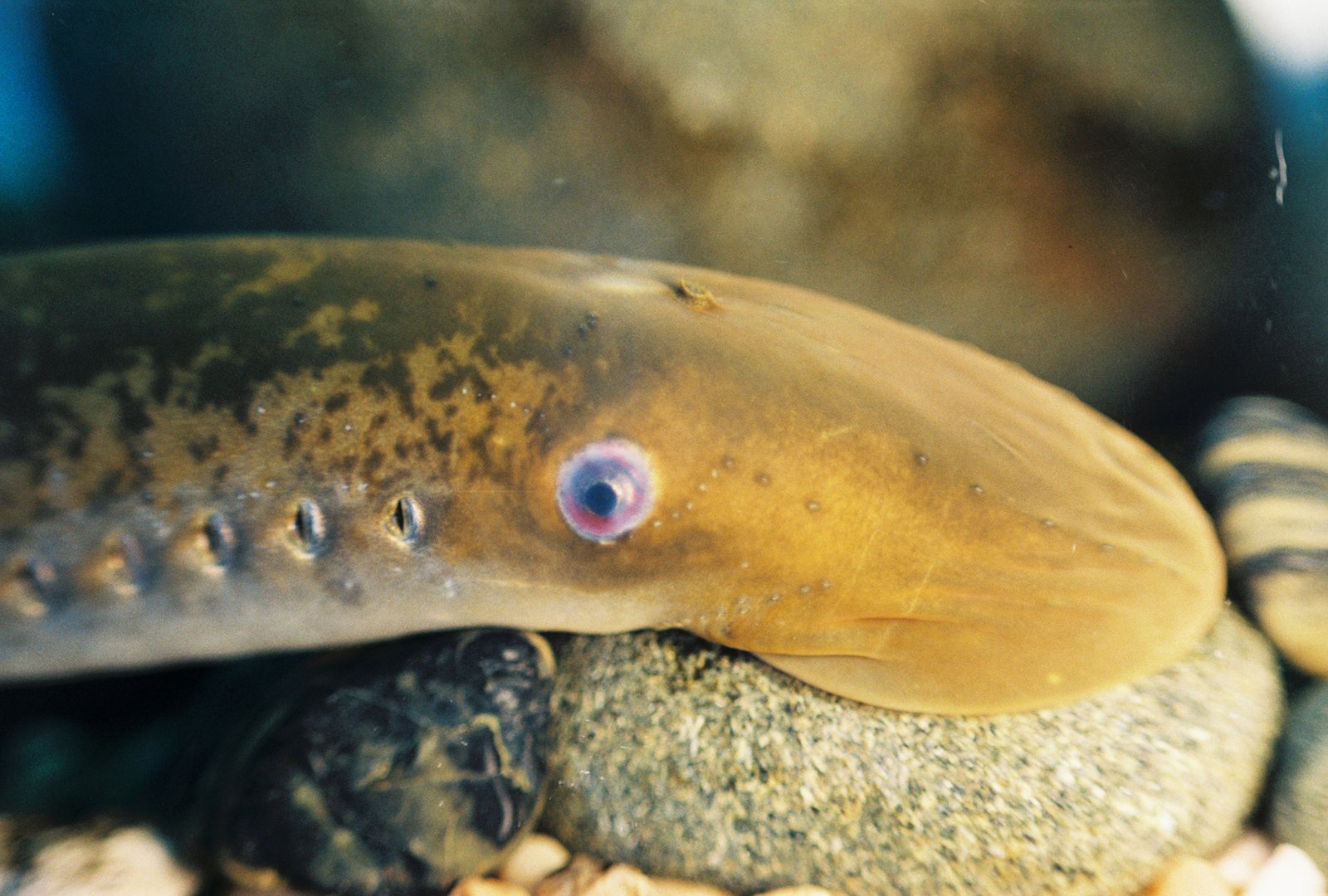 Lamprey in Modern Research: Unlocking New Secrets (image credits: wikimedia)
