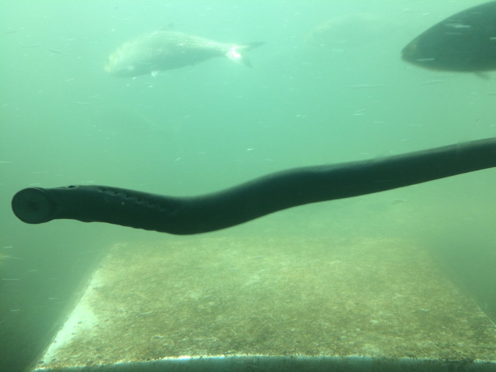 What Will the Future Hold for the Pacific Lamprey? (image credits: wikimedia)