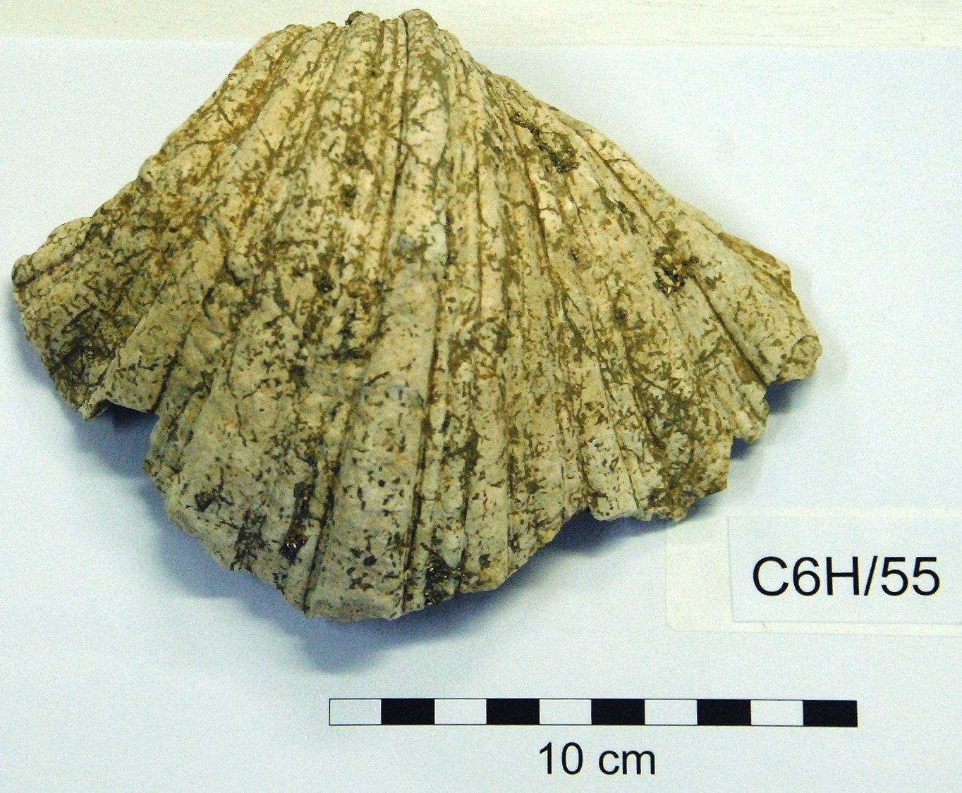 The Unexpected Discovery on the Ocean Floor (image credits: wikimedia)