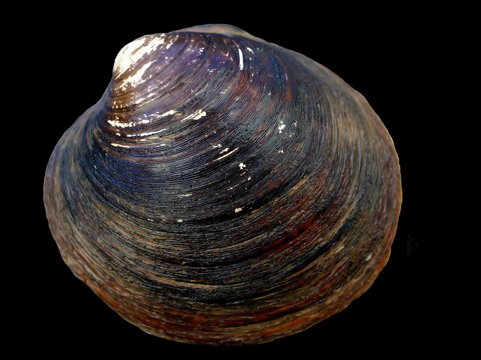 The Mysterious Life of the Ocean Quahog (image credits: wikimedia)