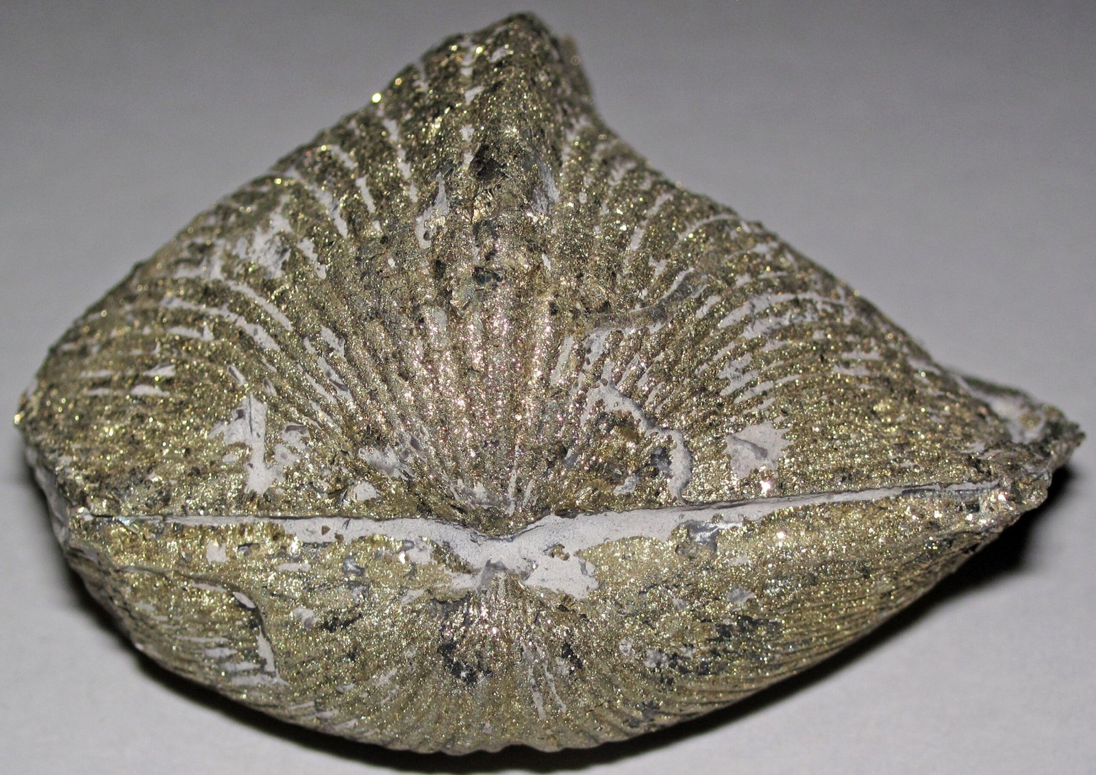 Cracking the Code: How Scientists Measure Age (image credits: wikimedia)