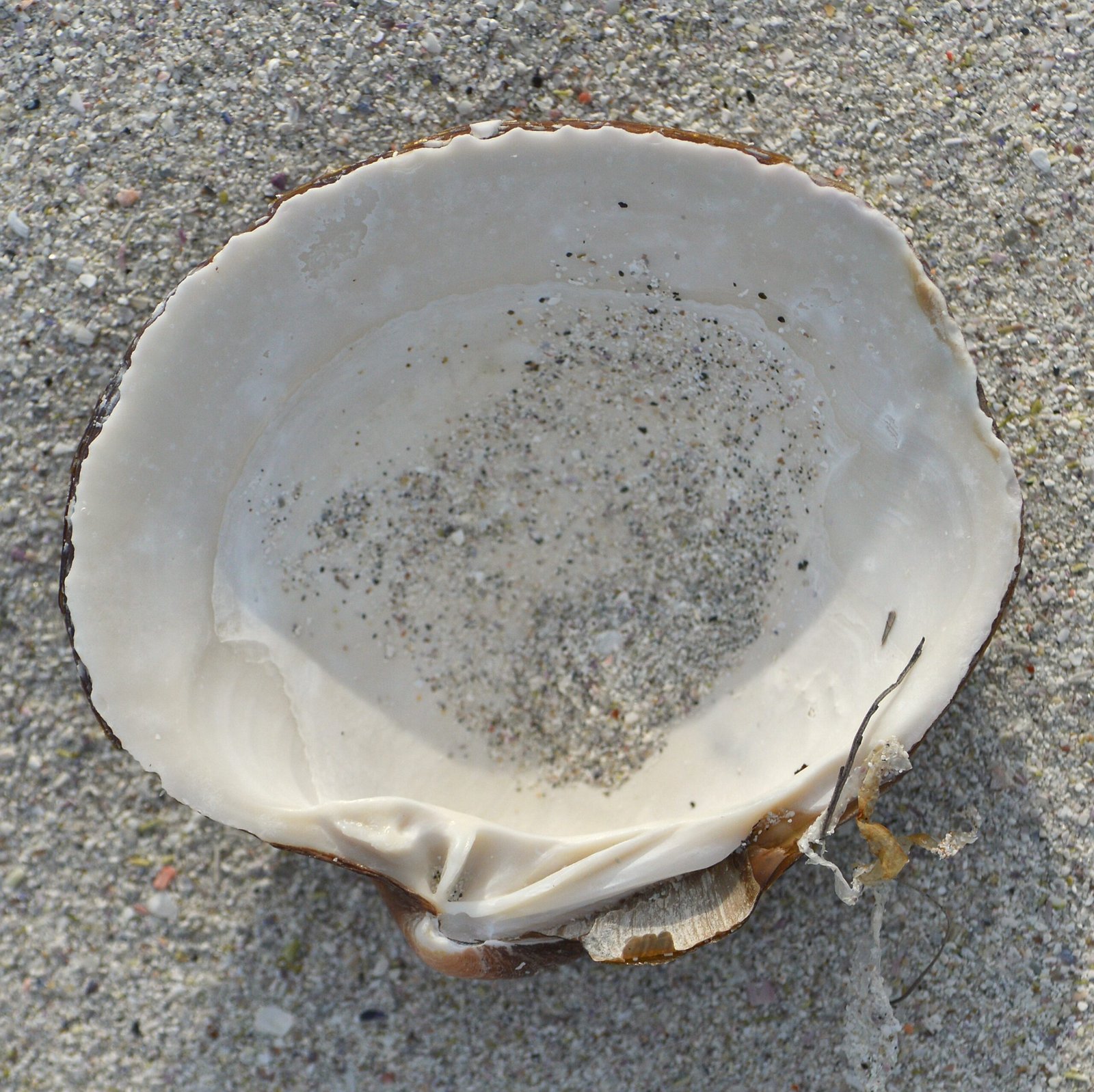 The Science of Longevity: How Did Ming Survive So Long? (image credits: wikimedia)