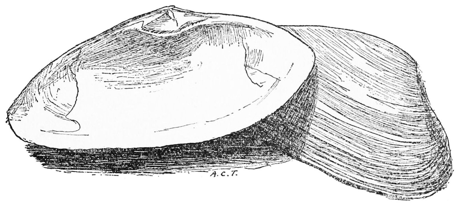 The Tragic Twist: Ming’s Untimely End (image credits: wikimedia)