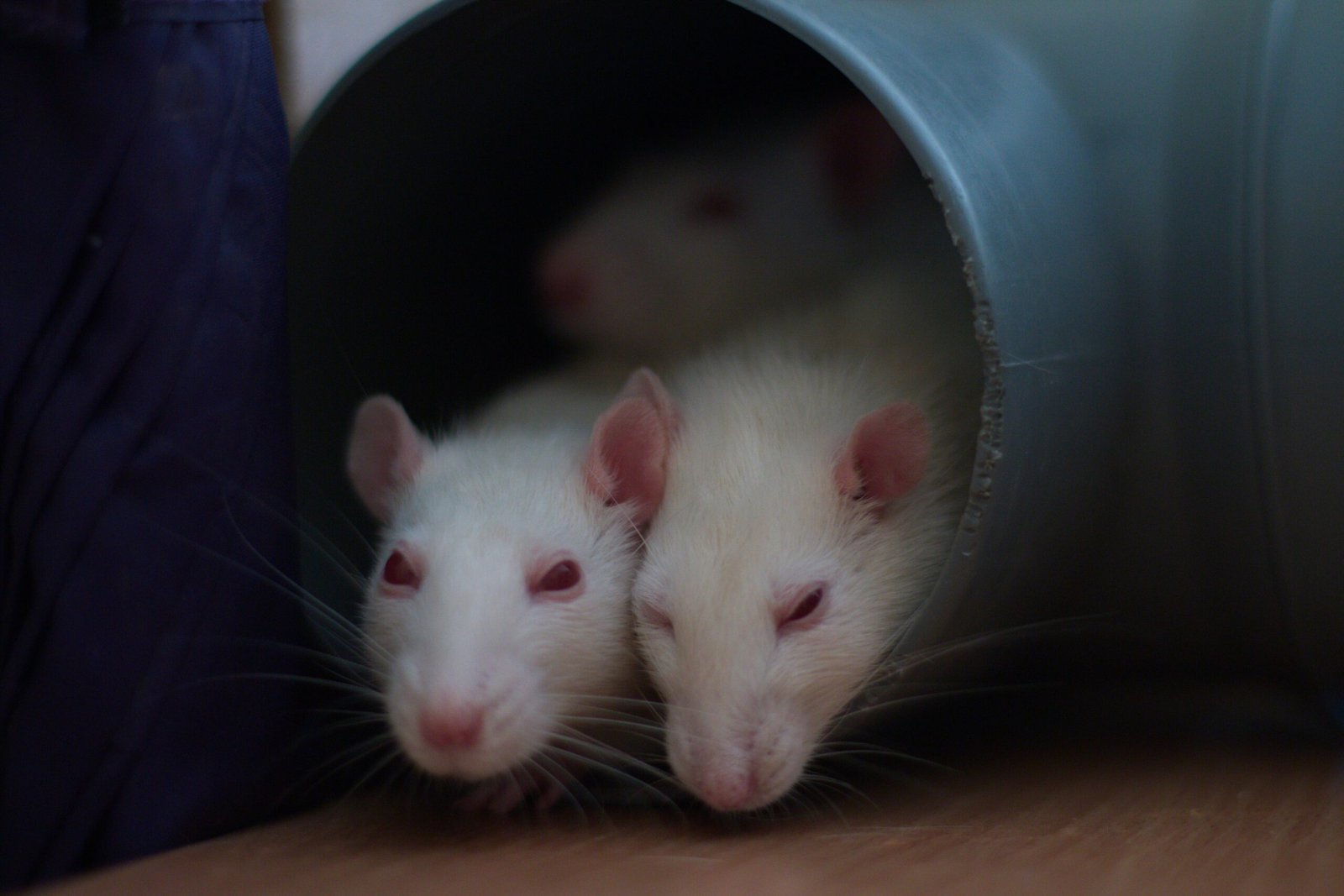 The Science Behind Rat Laughter (image credits: wikimedia)