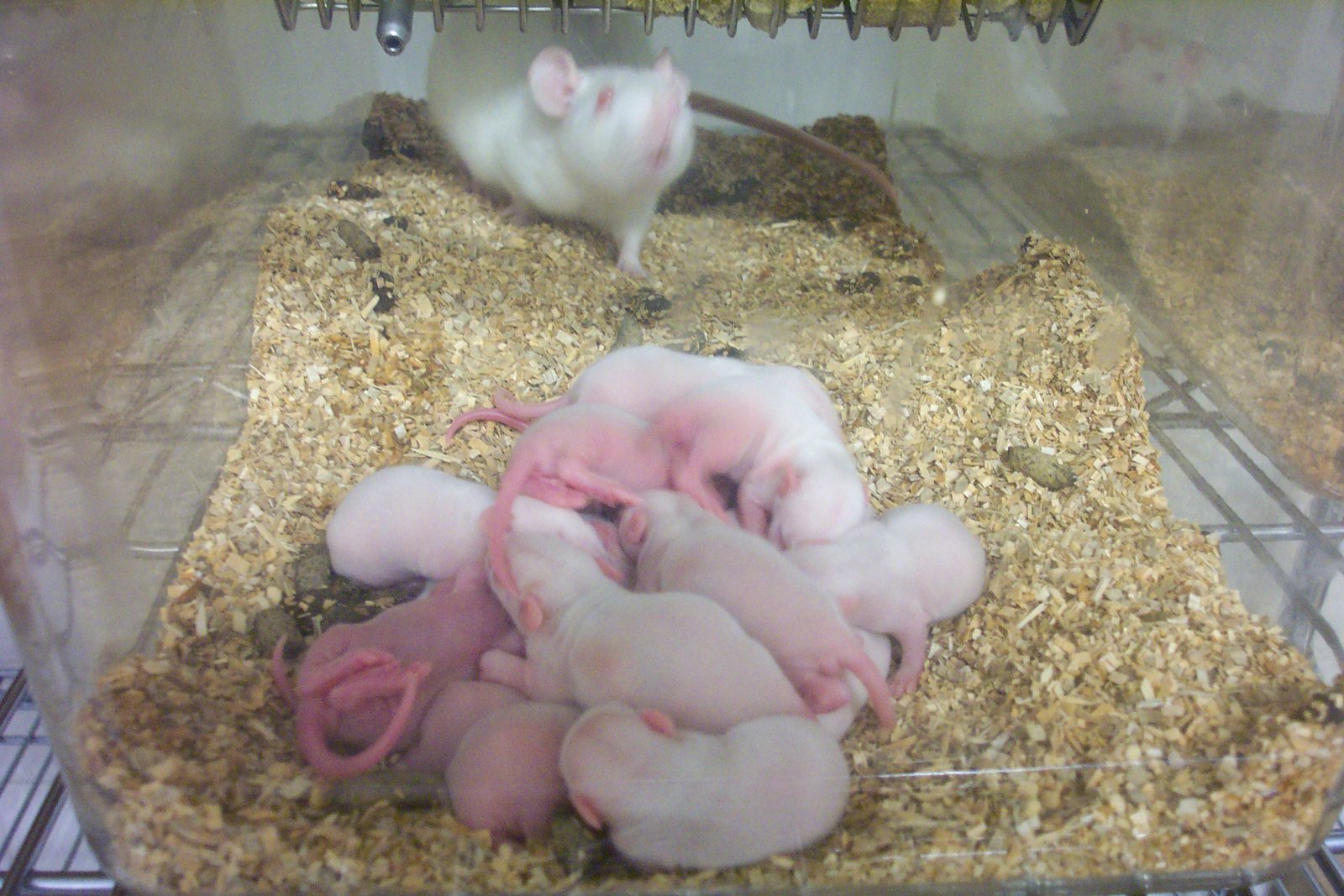 The Playful Side of Rats (image credits: wikimedia)