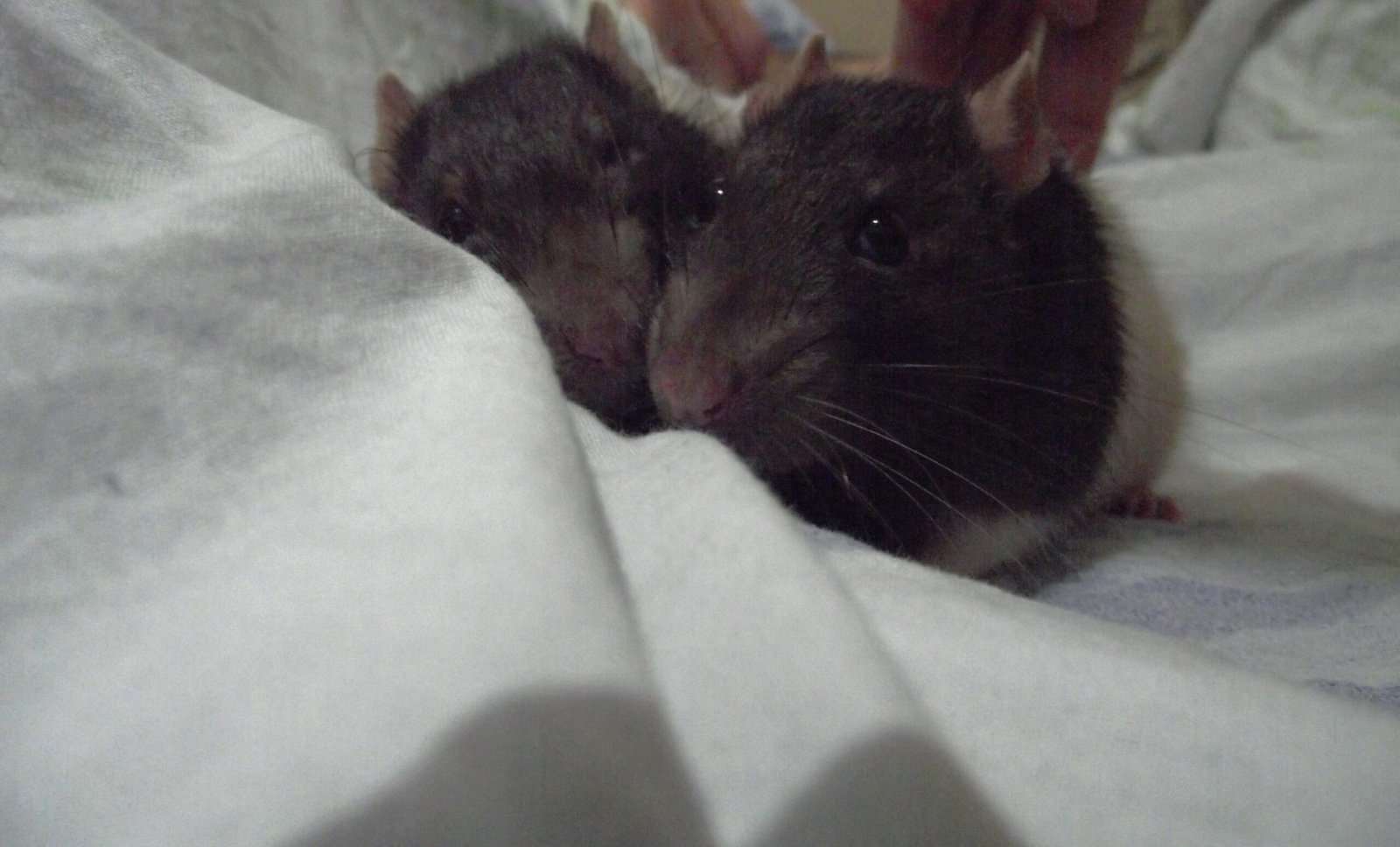 Surprising Trainability: Tricks, Games, and More (image credits: wikimedia)