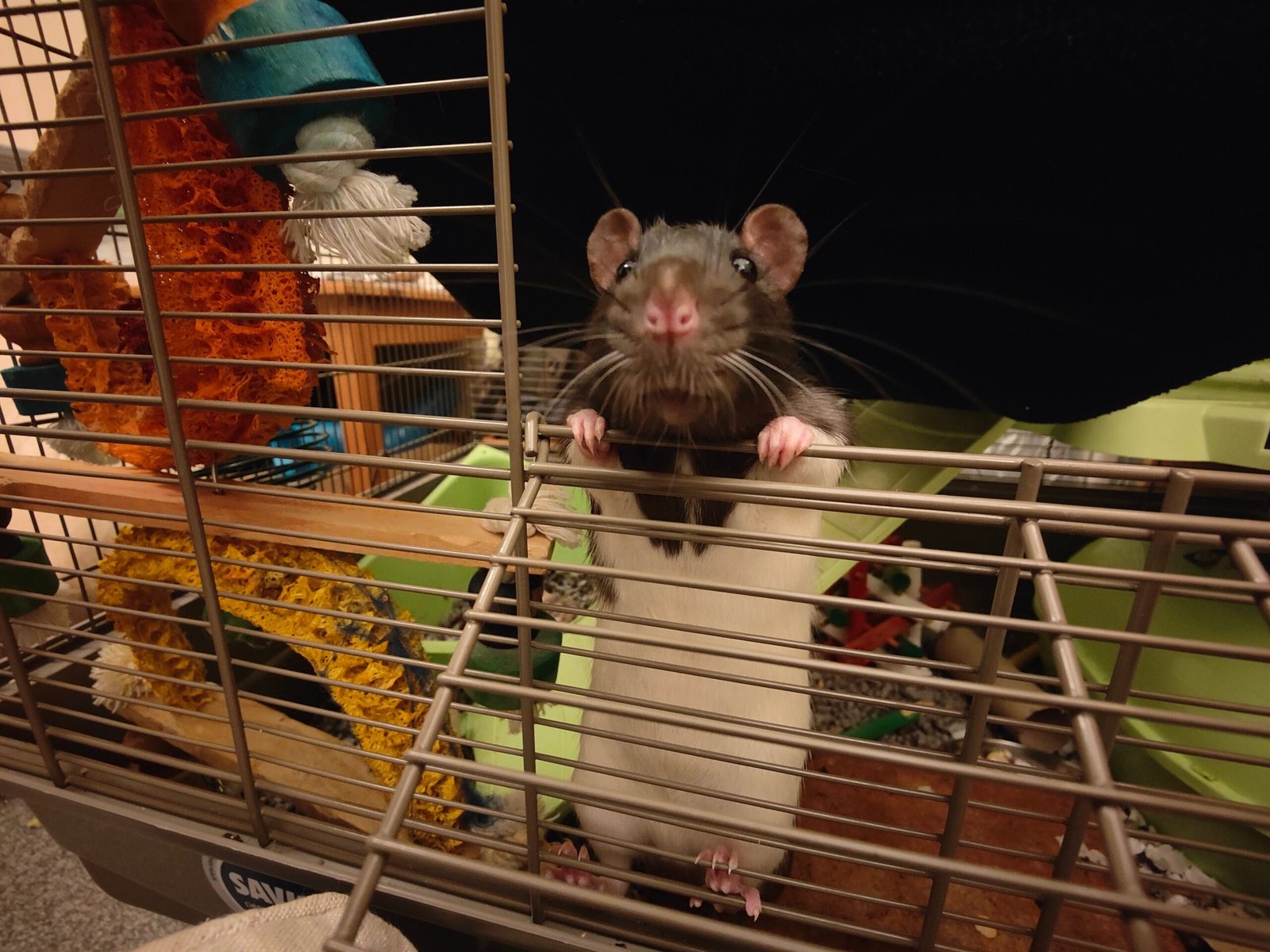 Low Maintenance, High Reward (image credits: wikimedia)