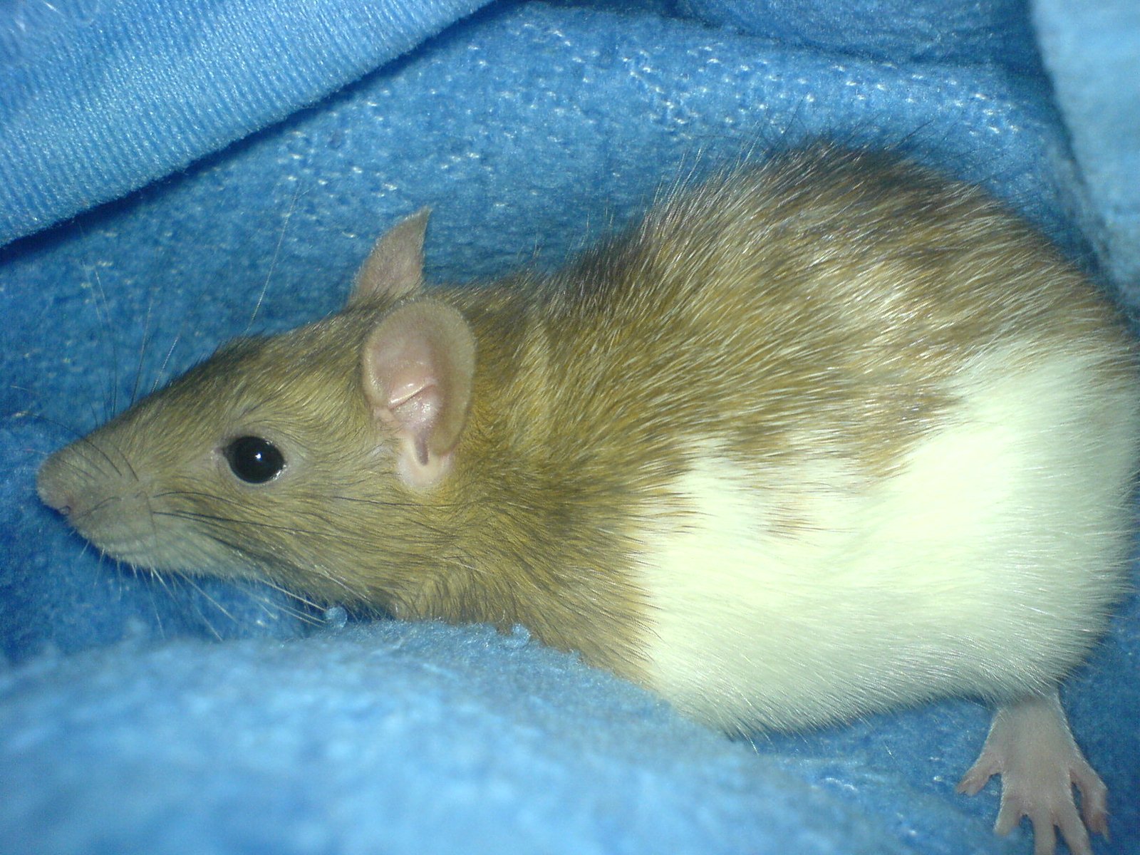 Ideal Pets for All Ages (image credits: wikimedia)