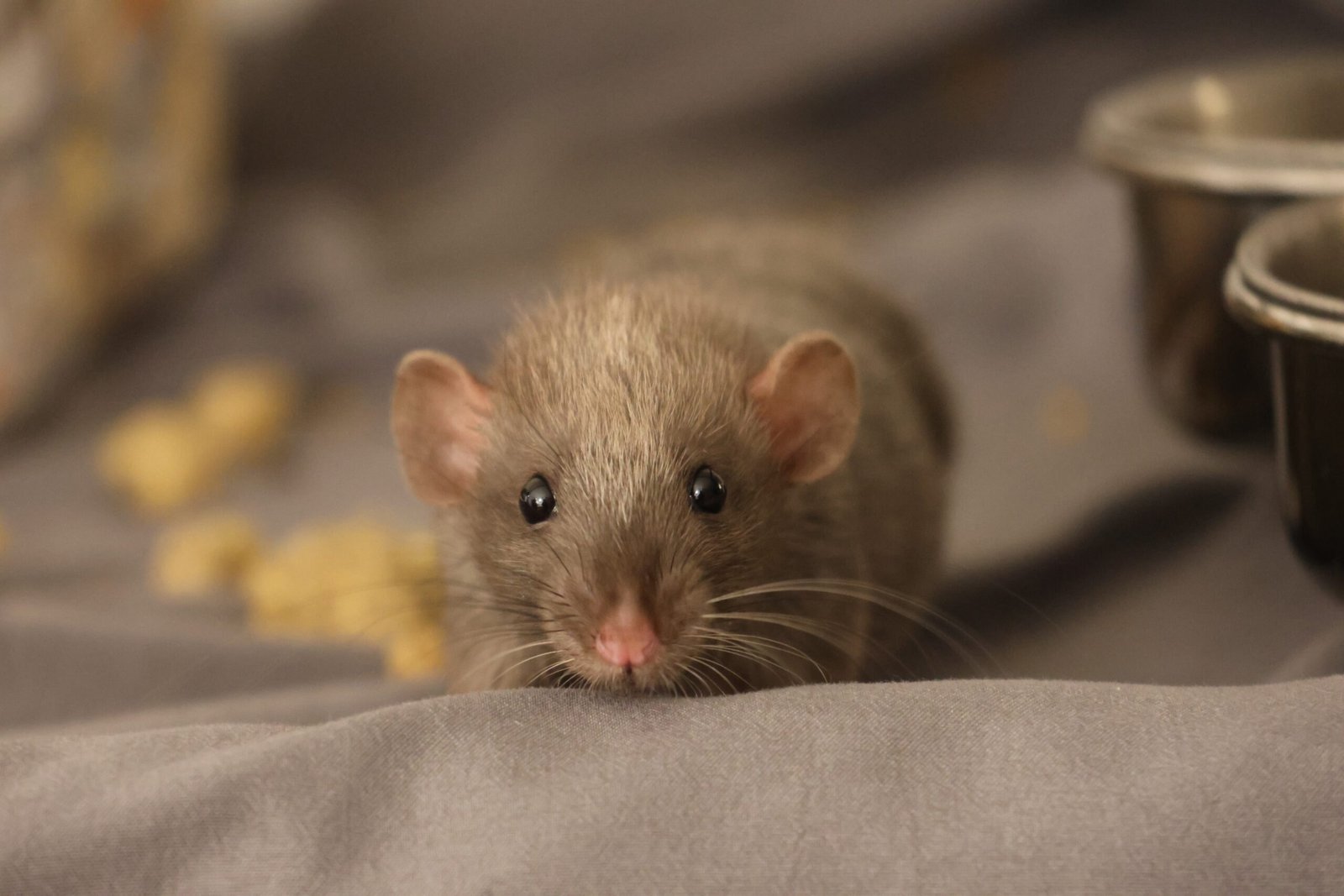 Understanding the Rat’s Emotional Needs (image credits: wikimedia)