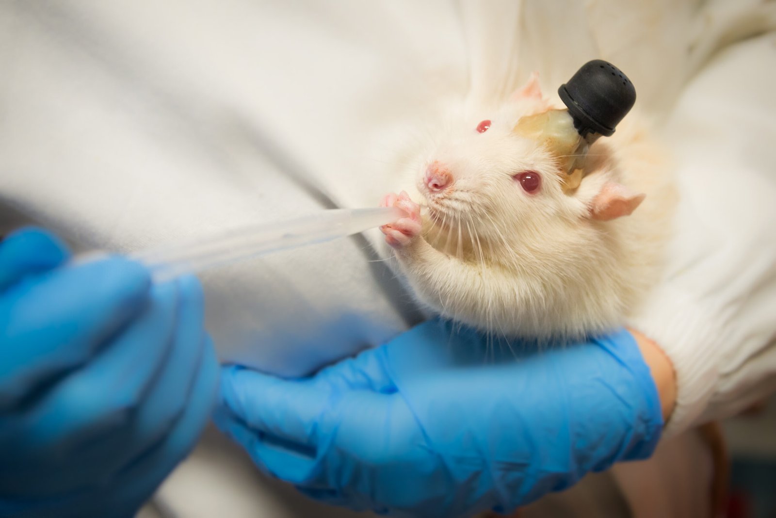 Rats in Scientific Research: Unsung Heroes (image credits: wikimedia)