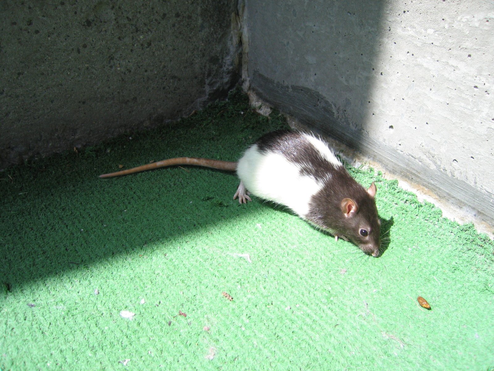 The Joy of Raising Rats: Real-Life Stories (image credits: wikimedia)