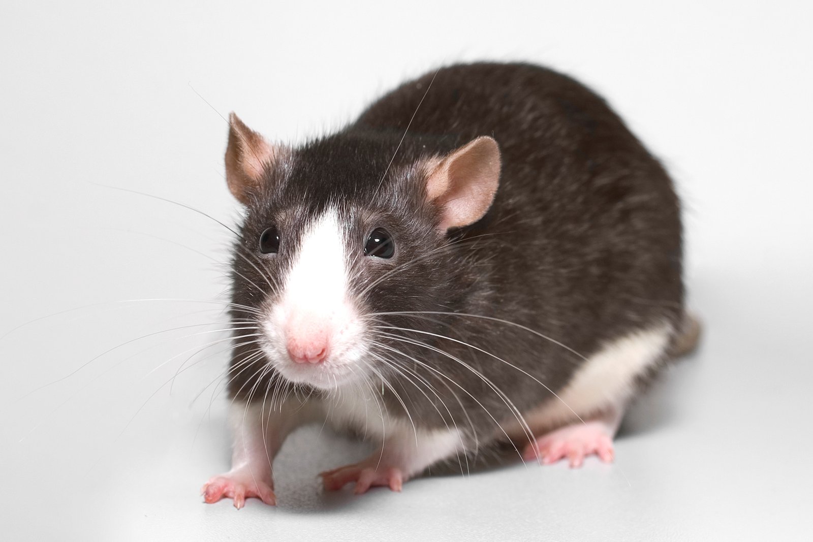 Choosing the Right Rat for You (image credits: wikimedia)