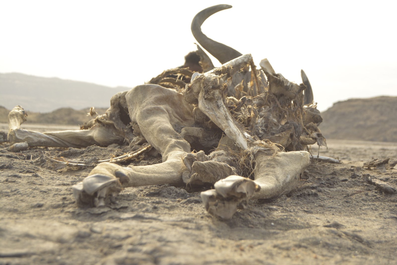 The Stone Animal Phenomenon (image credits: wikimedia)