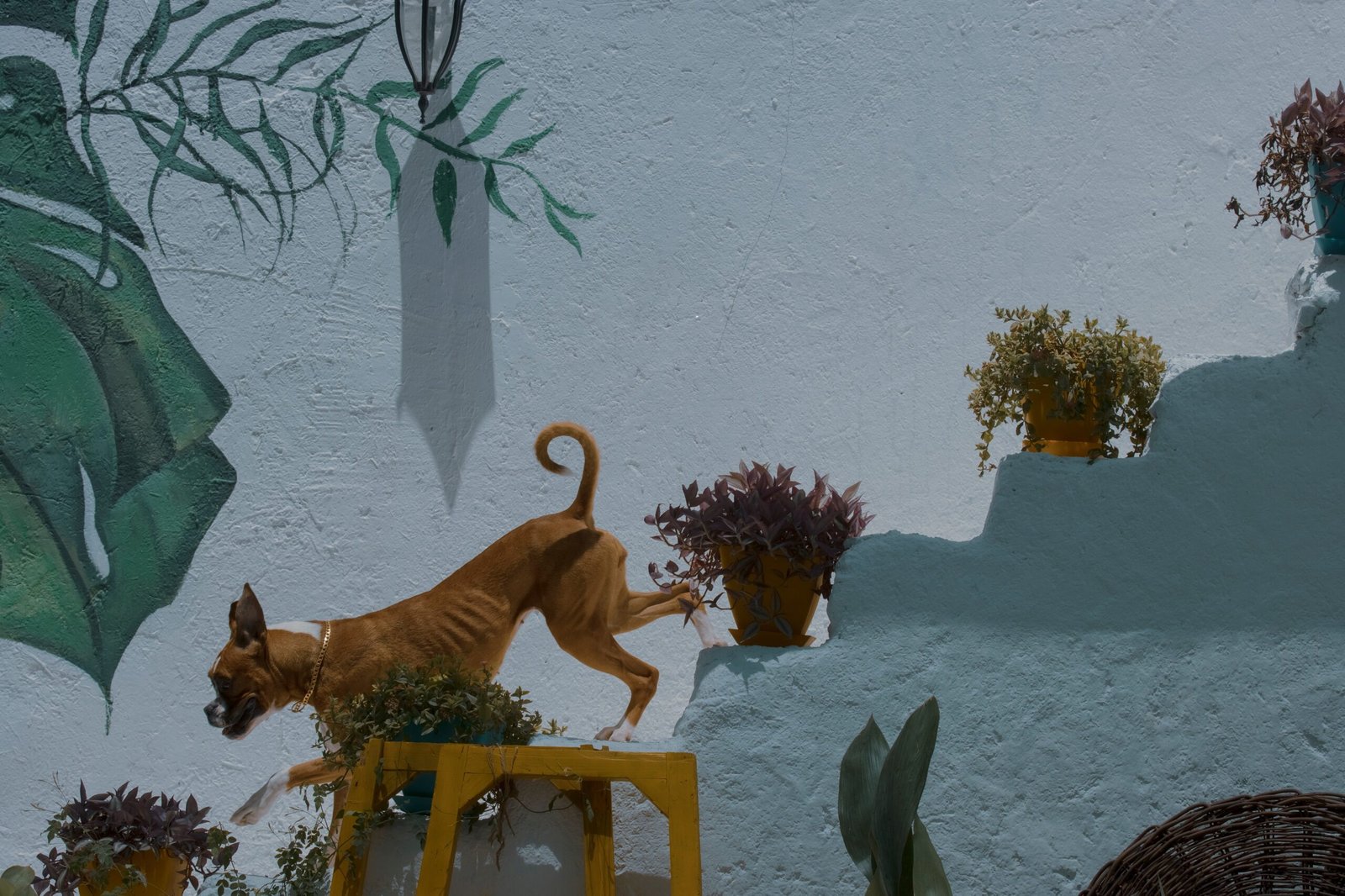 Ethical Questions in Animal Autonomy (image credits: wikimedia)