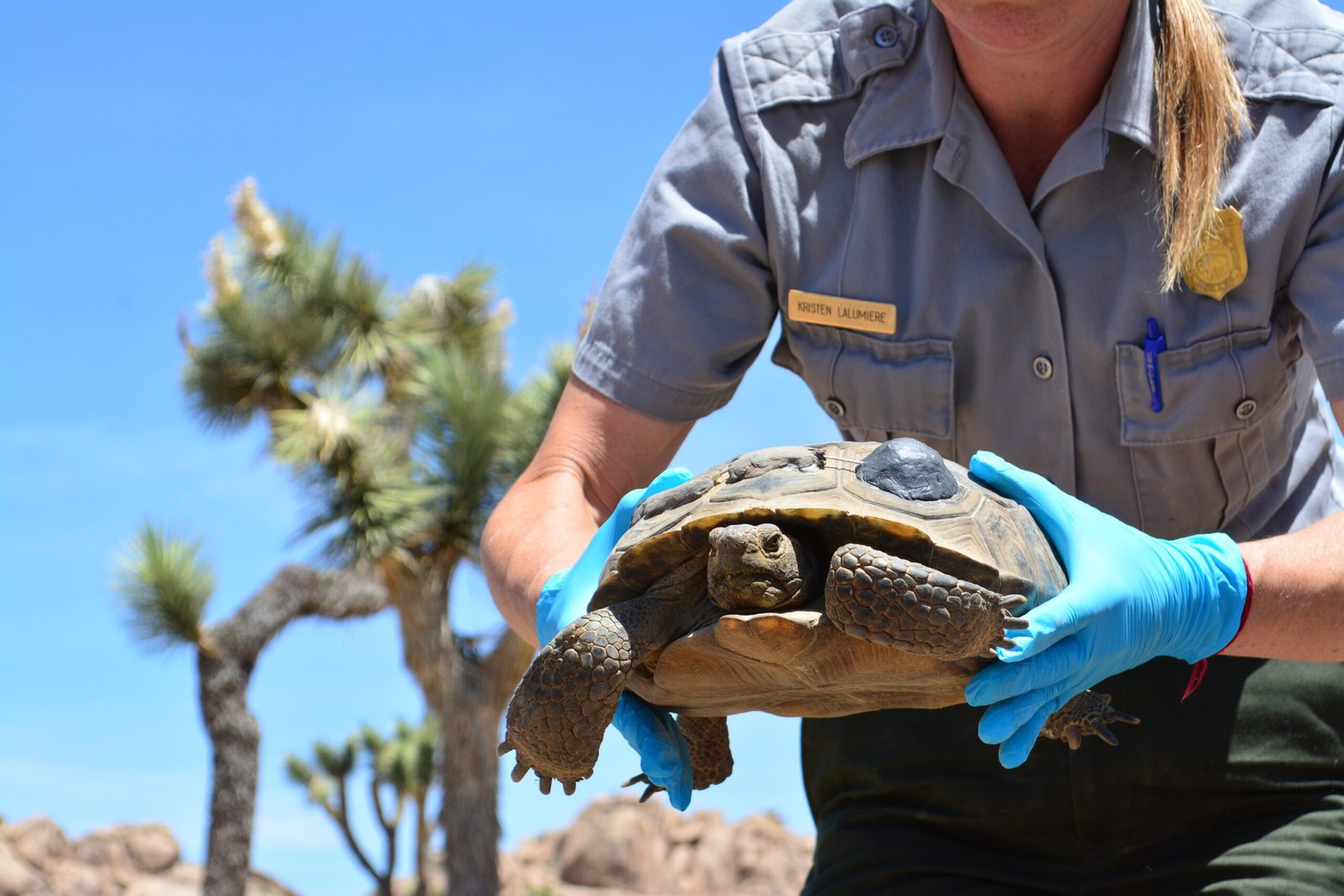 Balancing Convenience with Compassion (image credits: wikimedia)