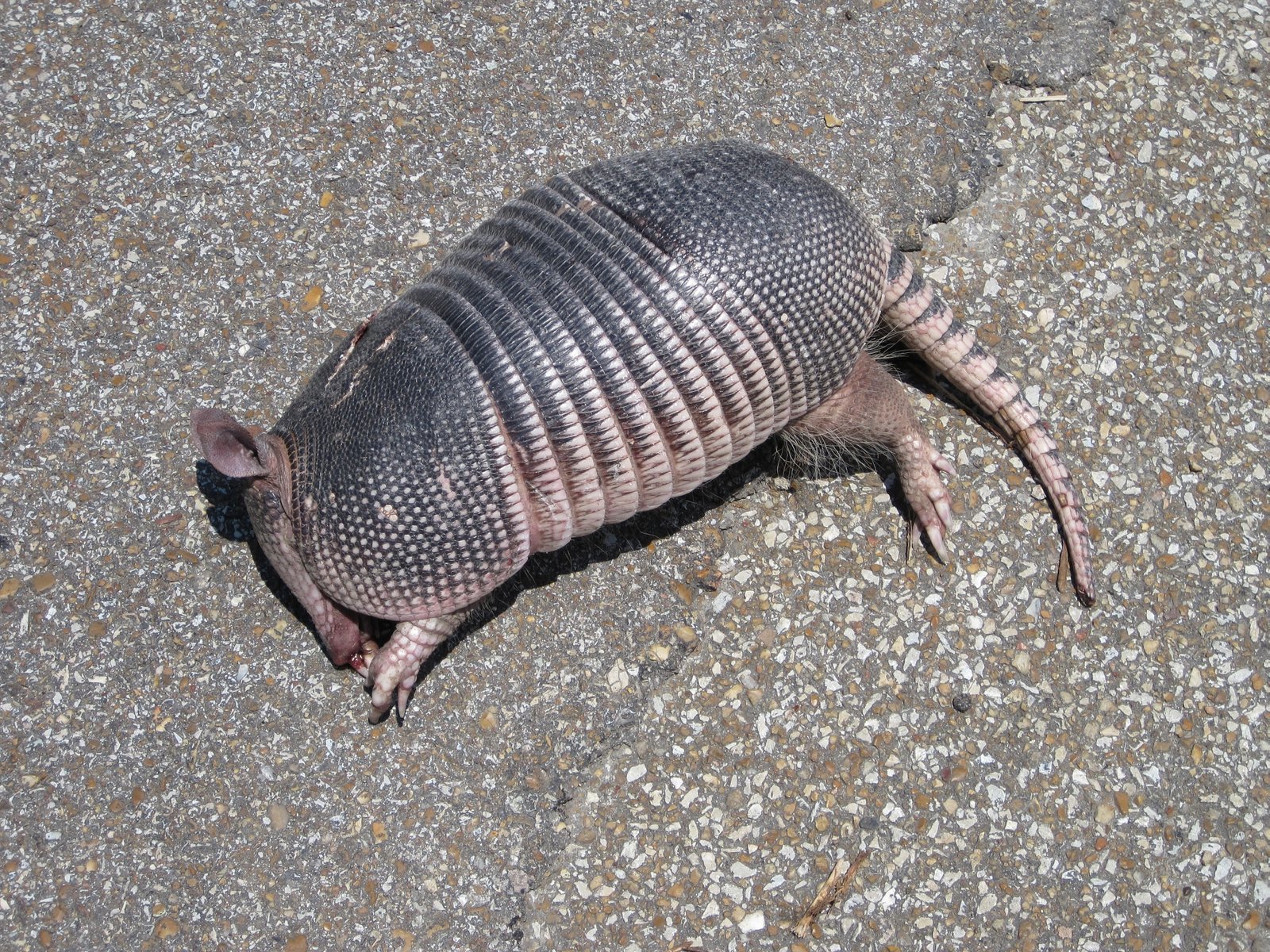 The Scope of the Roadkill Crisis in America (image credits: wikimedia)