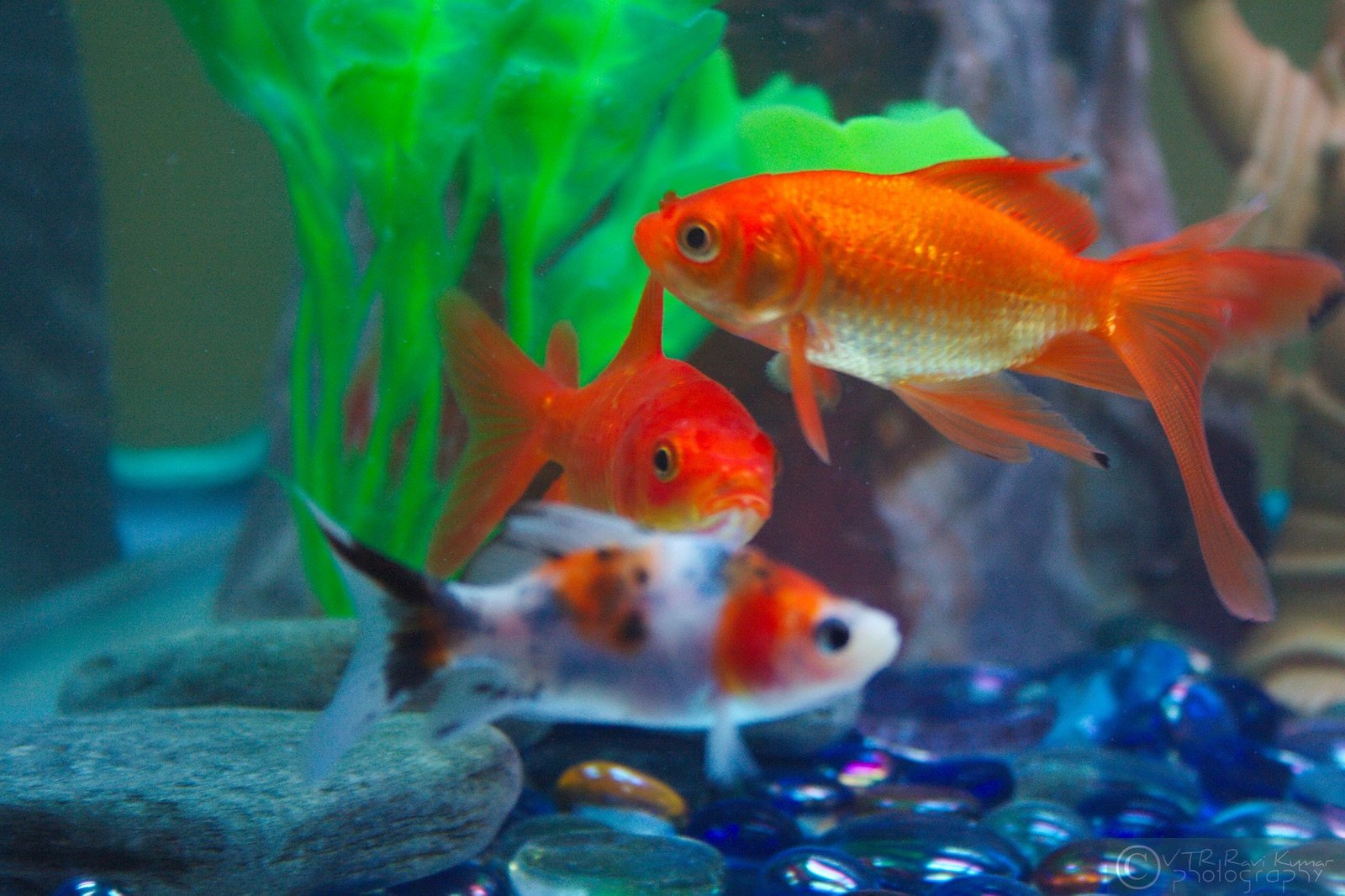 Colorful Communication: More Than Meets the Eye (image credits: wikimedia)