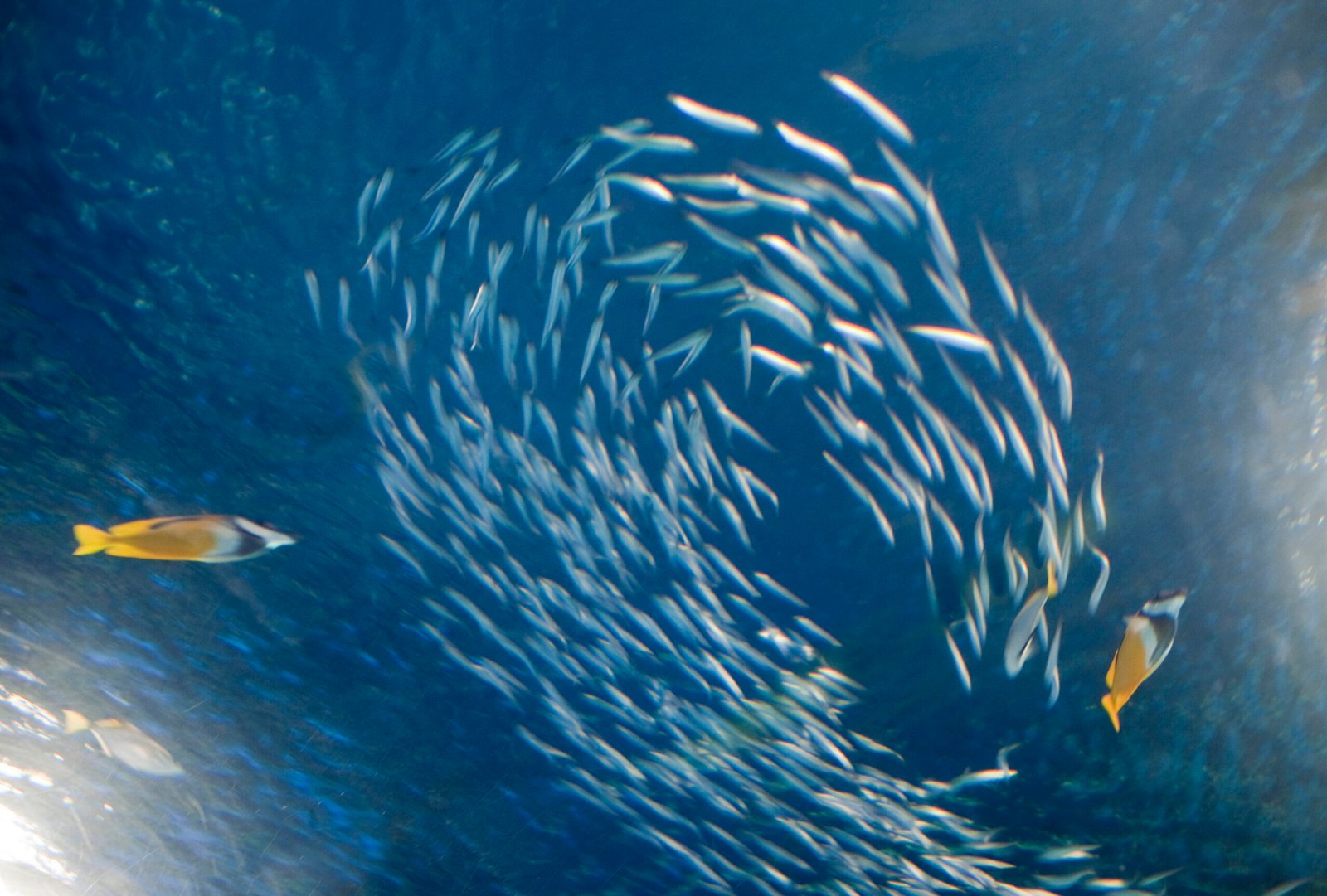 Schooling: Safety in Numbers (image credits: wikimedia)