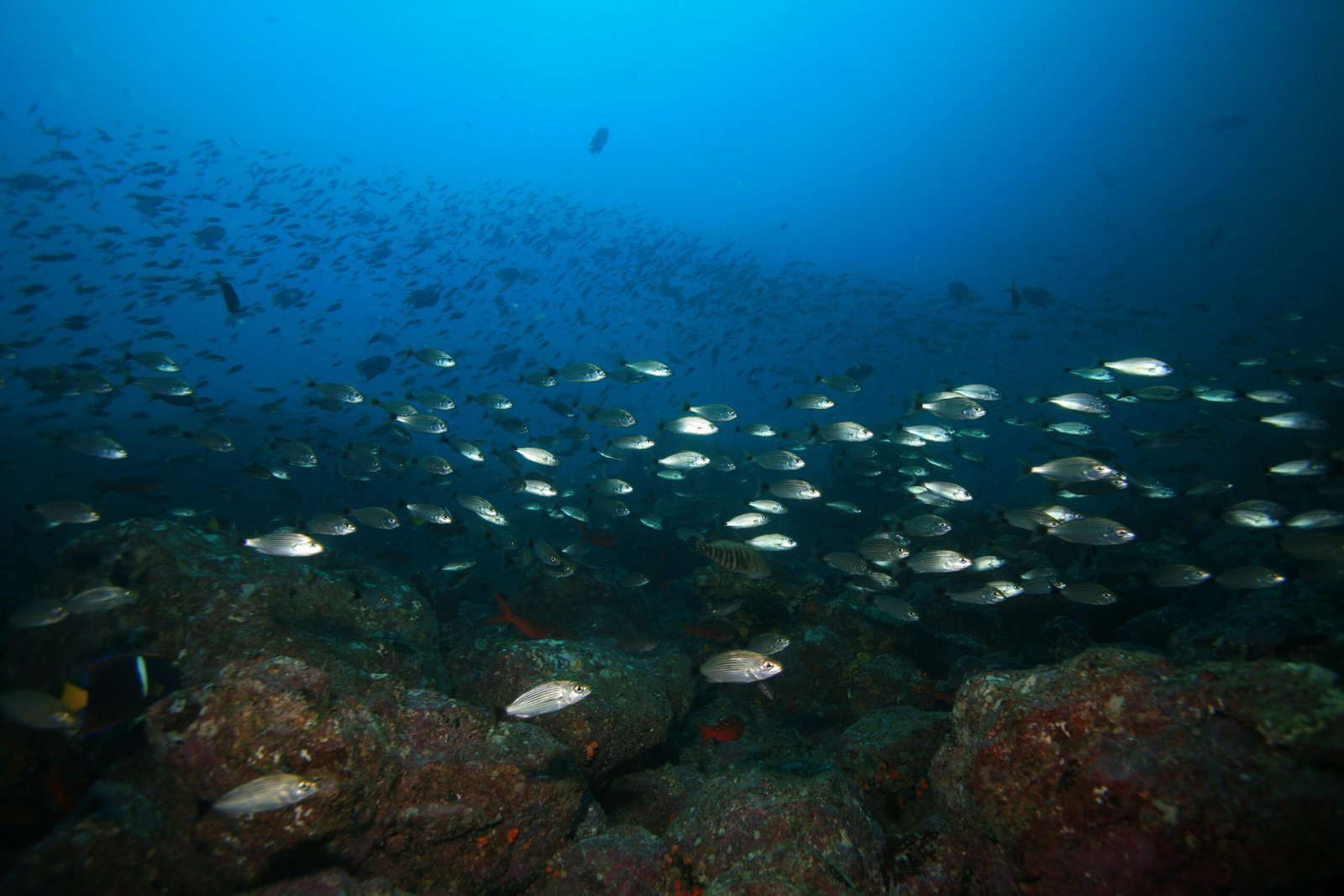 Sound and Vibration: Underwater Conversations (image credits: wikimedia)