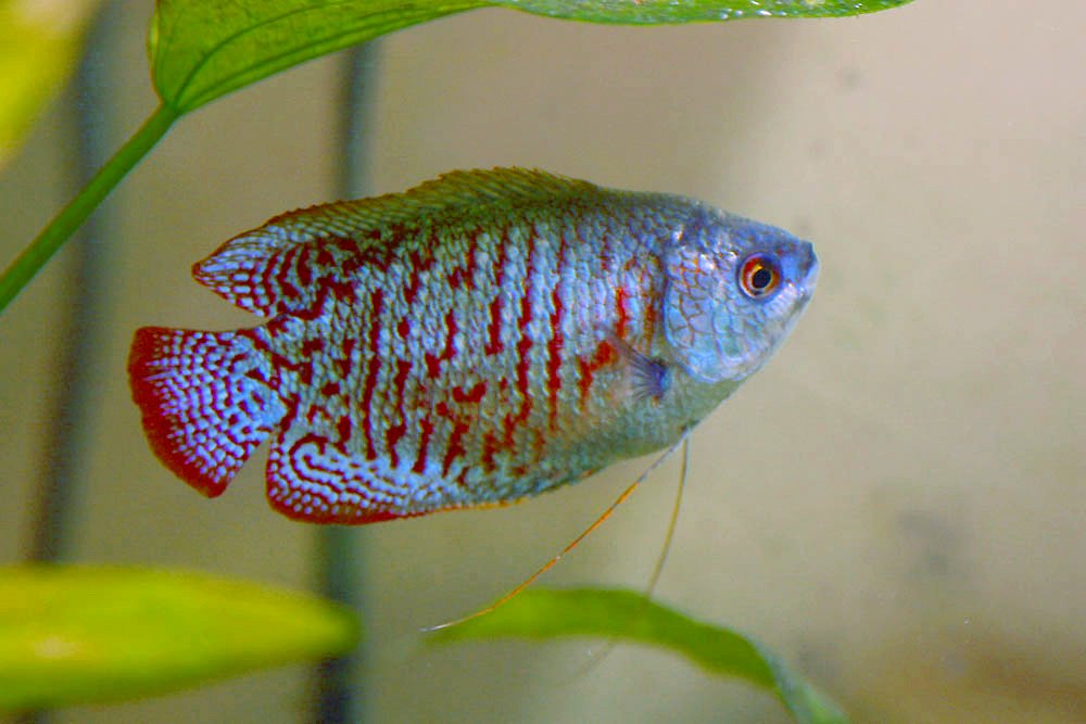 Breathing Adaptations: Air Above, Water Below (image credits: wikimedia)
