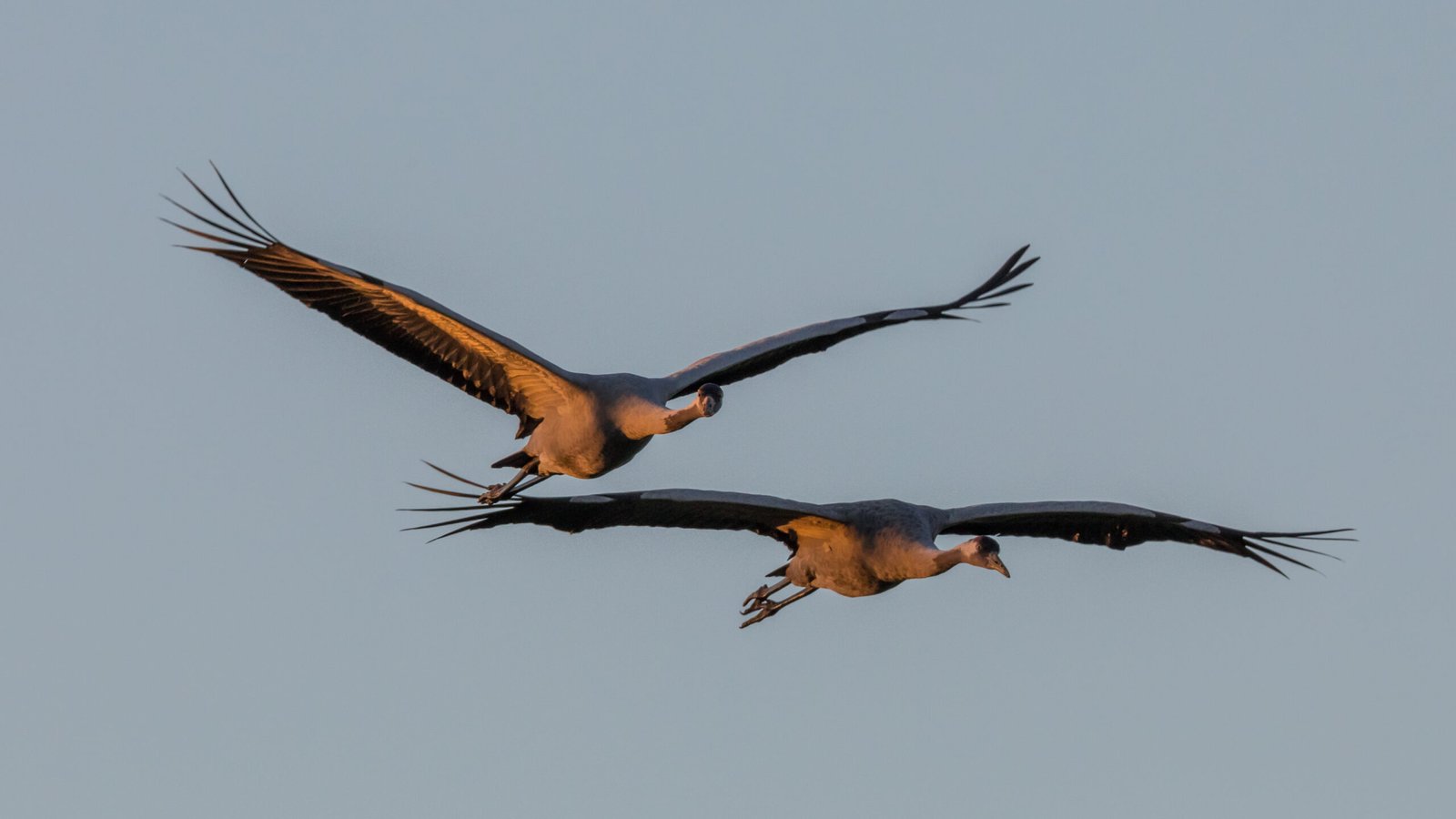 Thunderbird Sightings and Cryptozoology (image credits: wikimedia)
