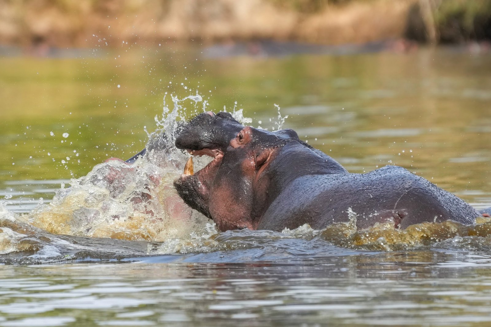 Understanding Animal Behavior: More Than Just Numbers (image credits: wikimedia)