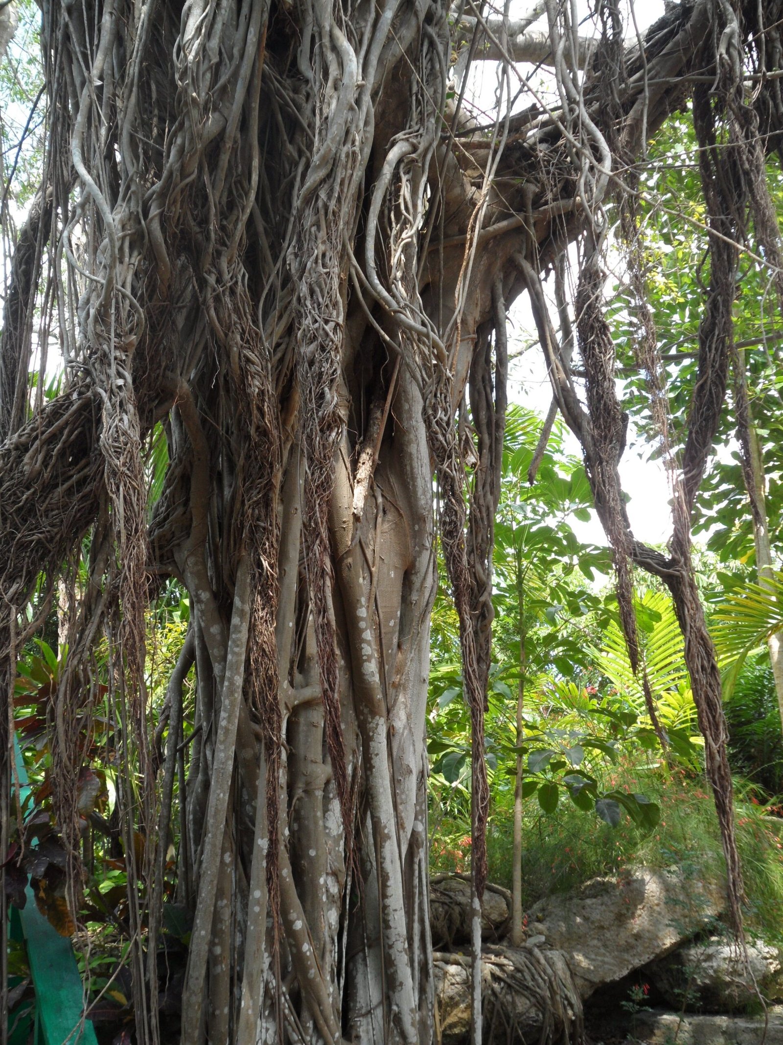 The Mysterious Origins of Strangler Figs (image credits: wikimedia)