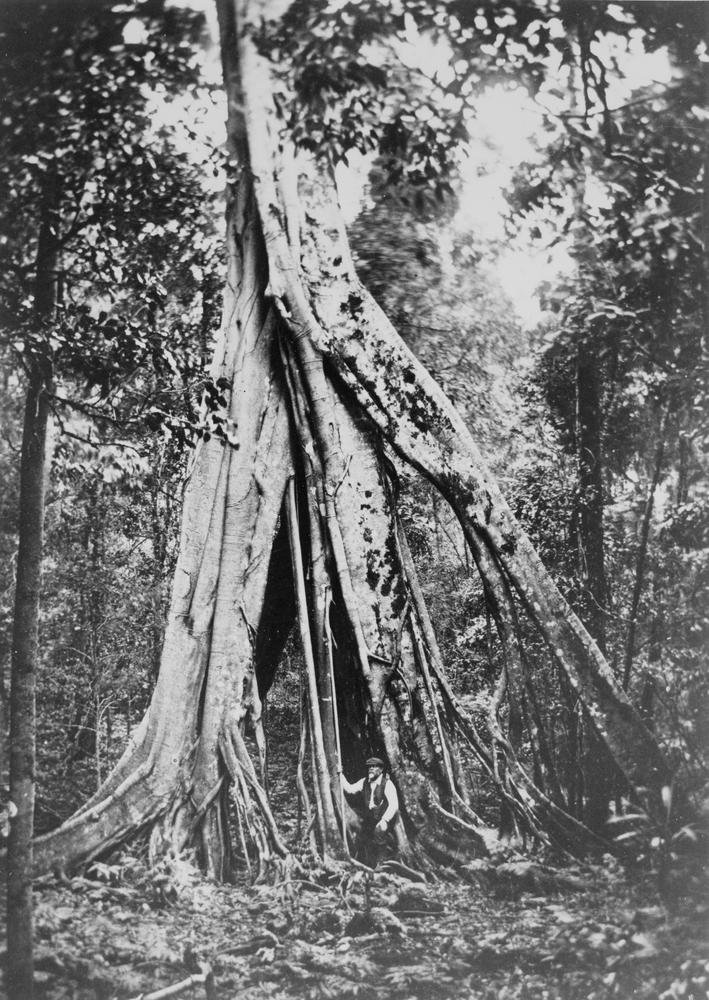 An Unusual Start: Epiphytic Germination (image credits: wikimedia)