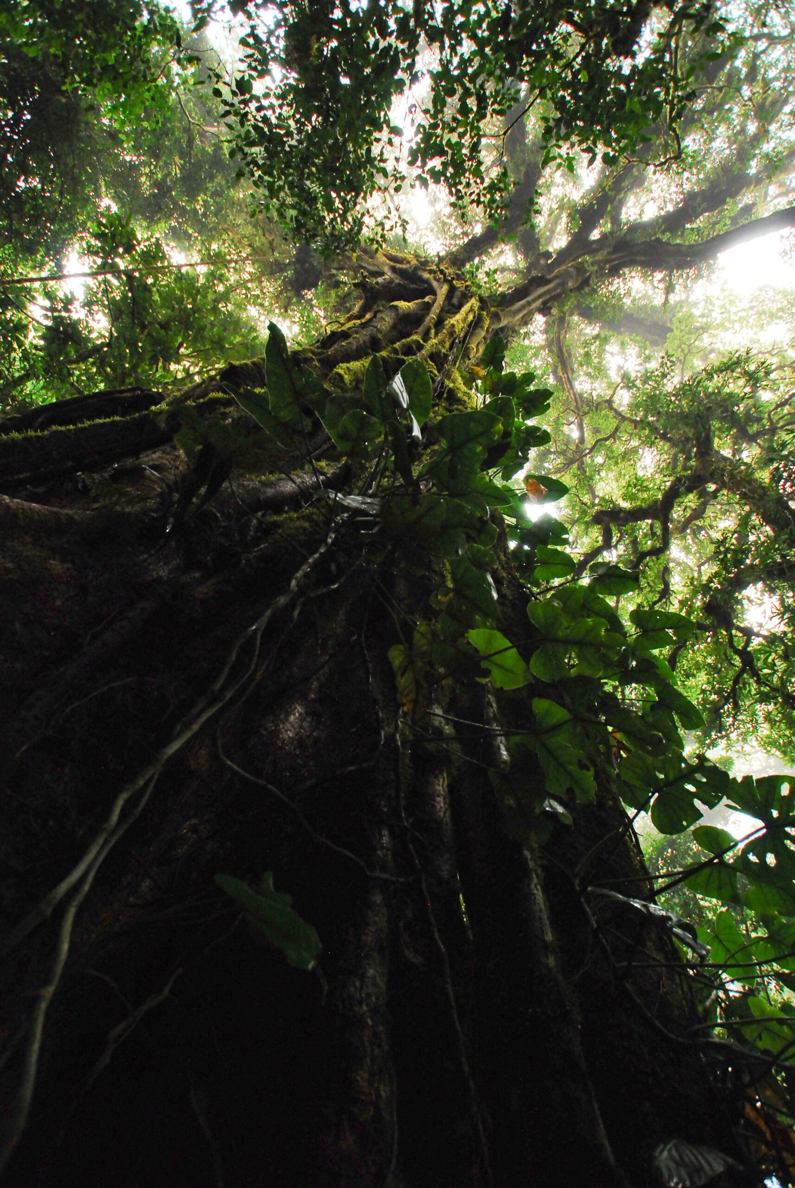 The Slow Embrace: How Strangler Figs Grow (image credits: wikimedia)