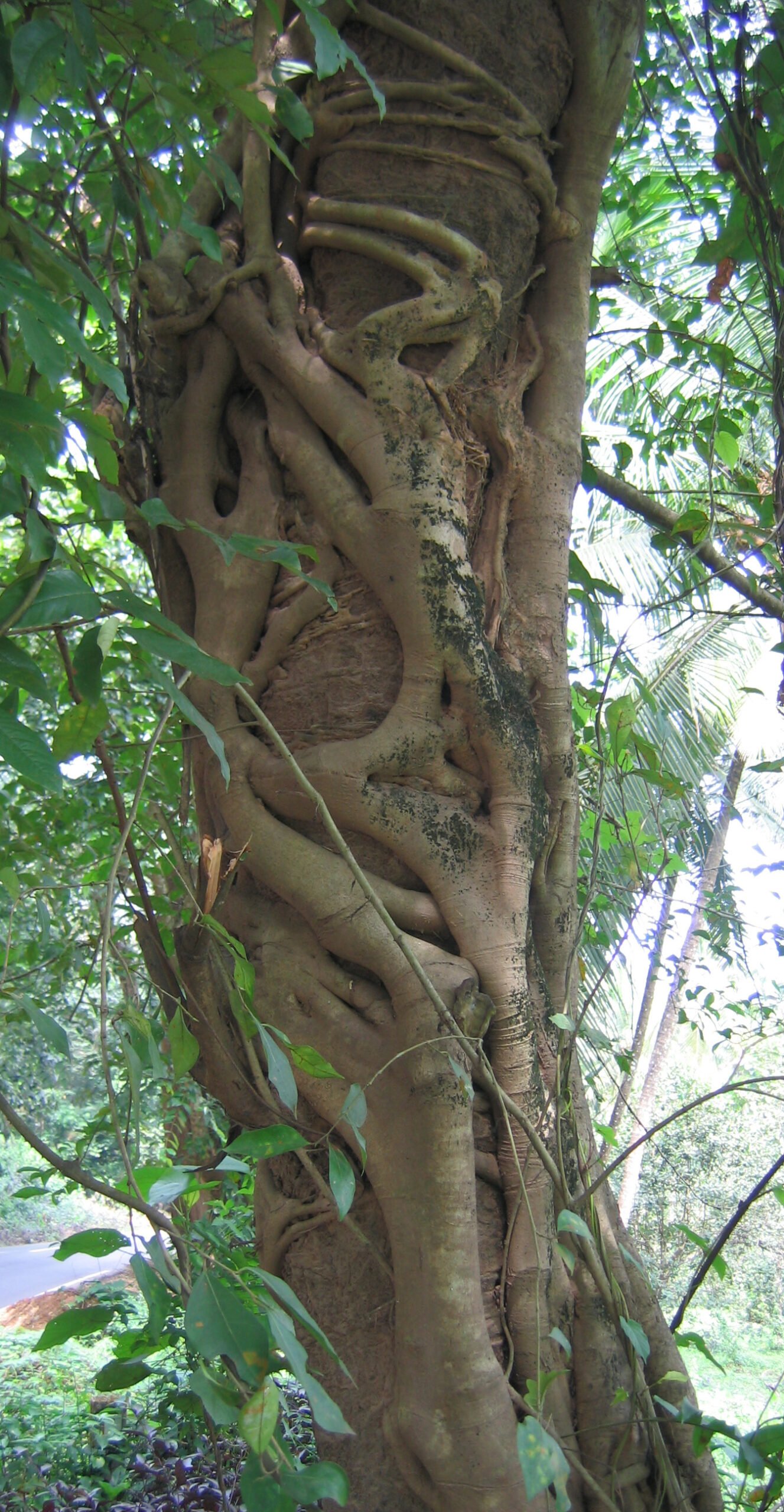 Sustainers of Rainforest Biodiversity (image credits: wikimedia)