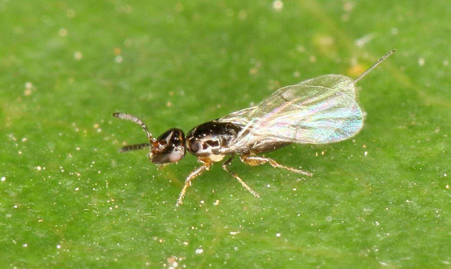 The Ingenious Partnership with Fig Wasps (image credits: wikimedia)