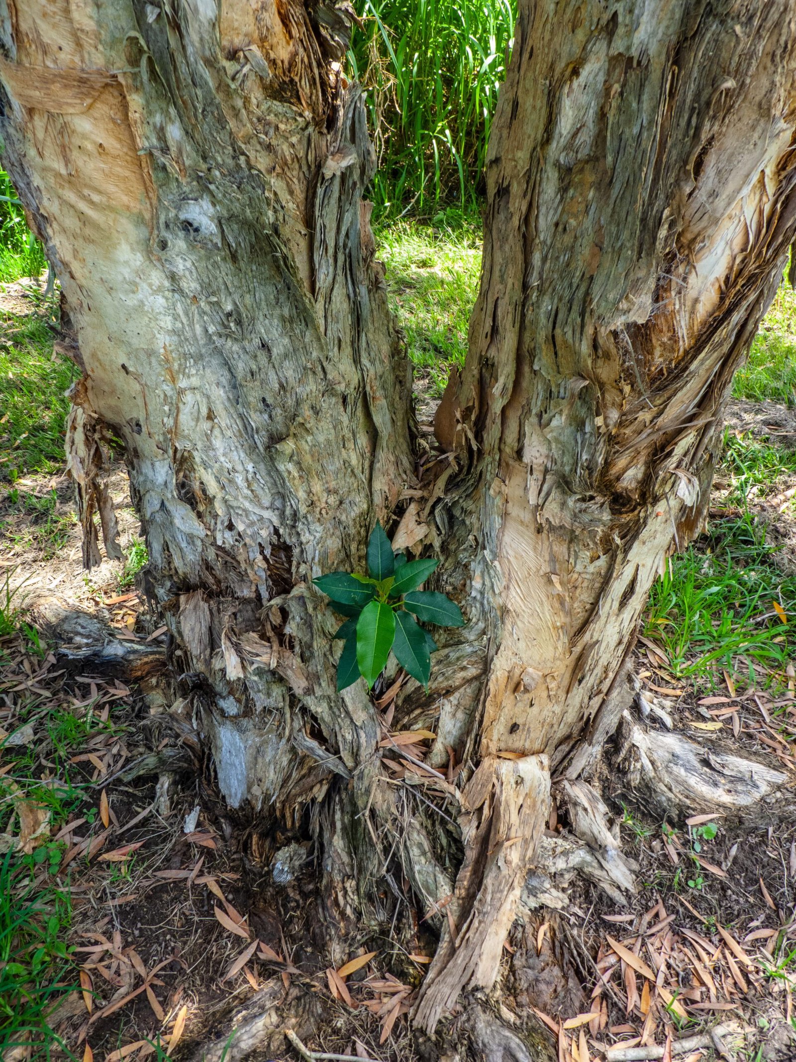 Architects of the Forest Floor (image credits: wikimedia)
