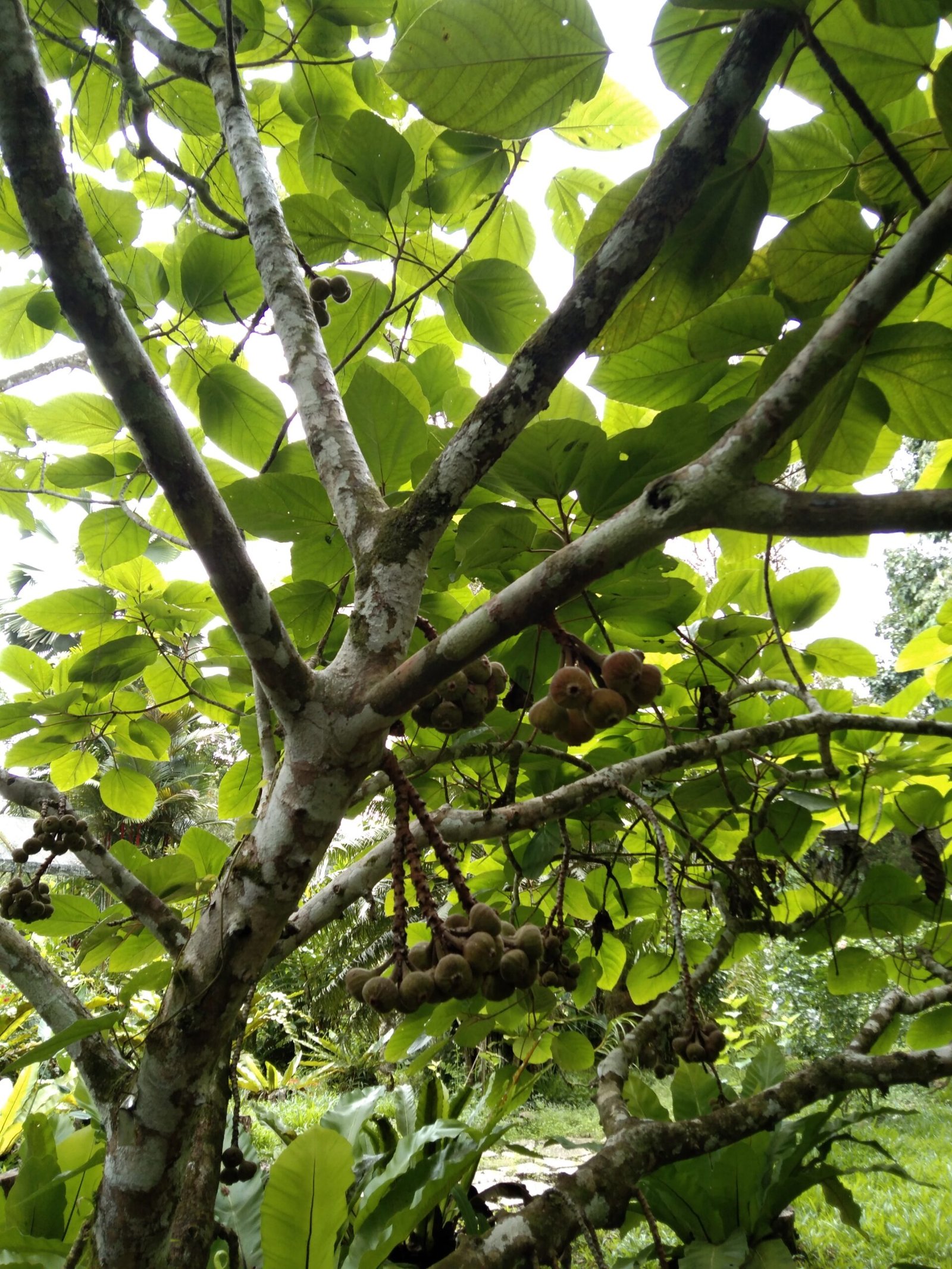 Figs: The Fruit That Feeds the Jungle (image credits: wikimedia)