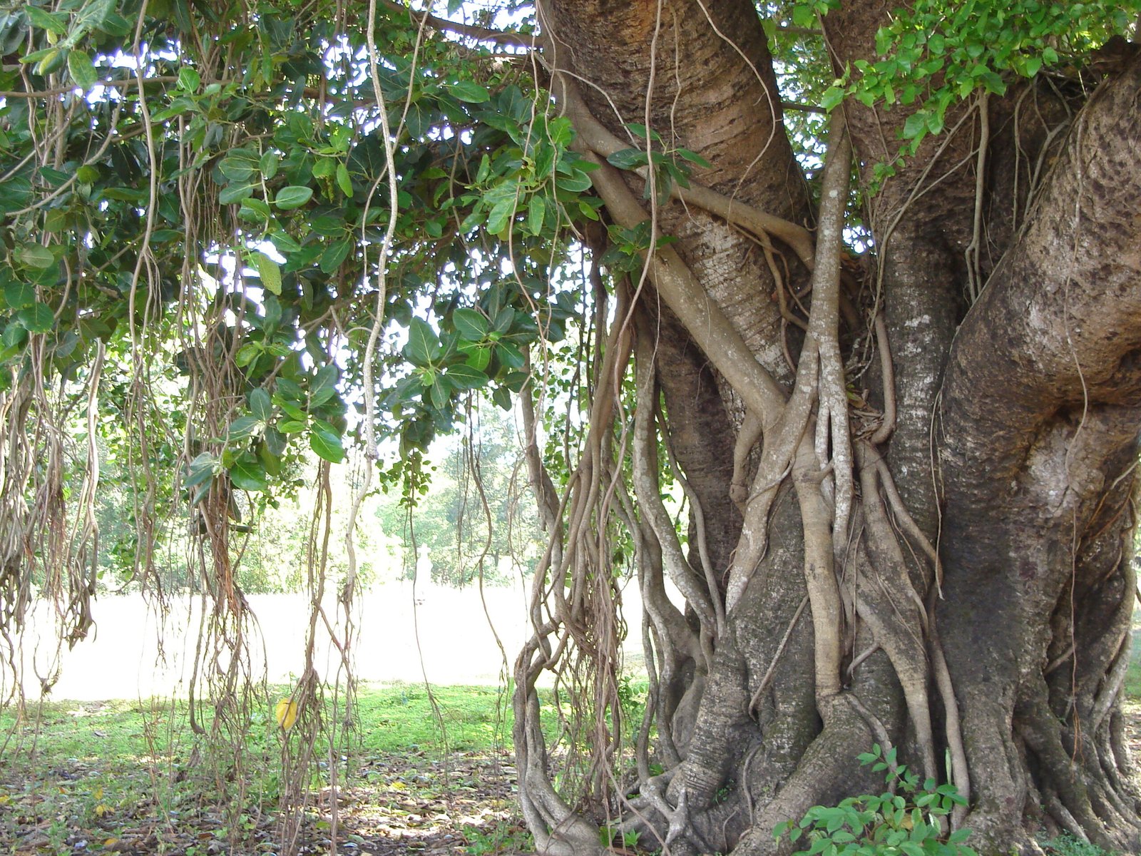 Living Landmarks and Sacred Trees (image credits: wikimedia)
